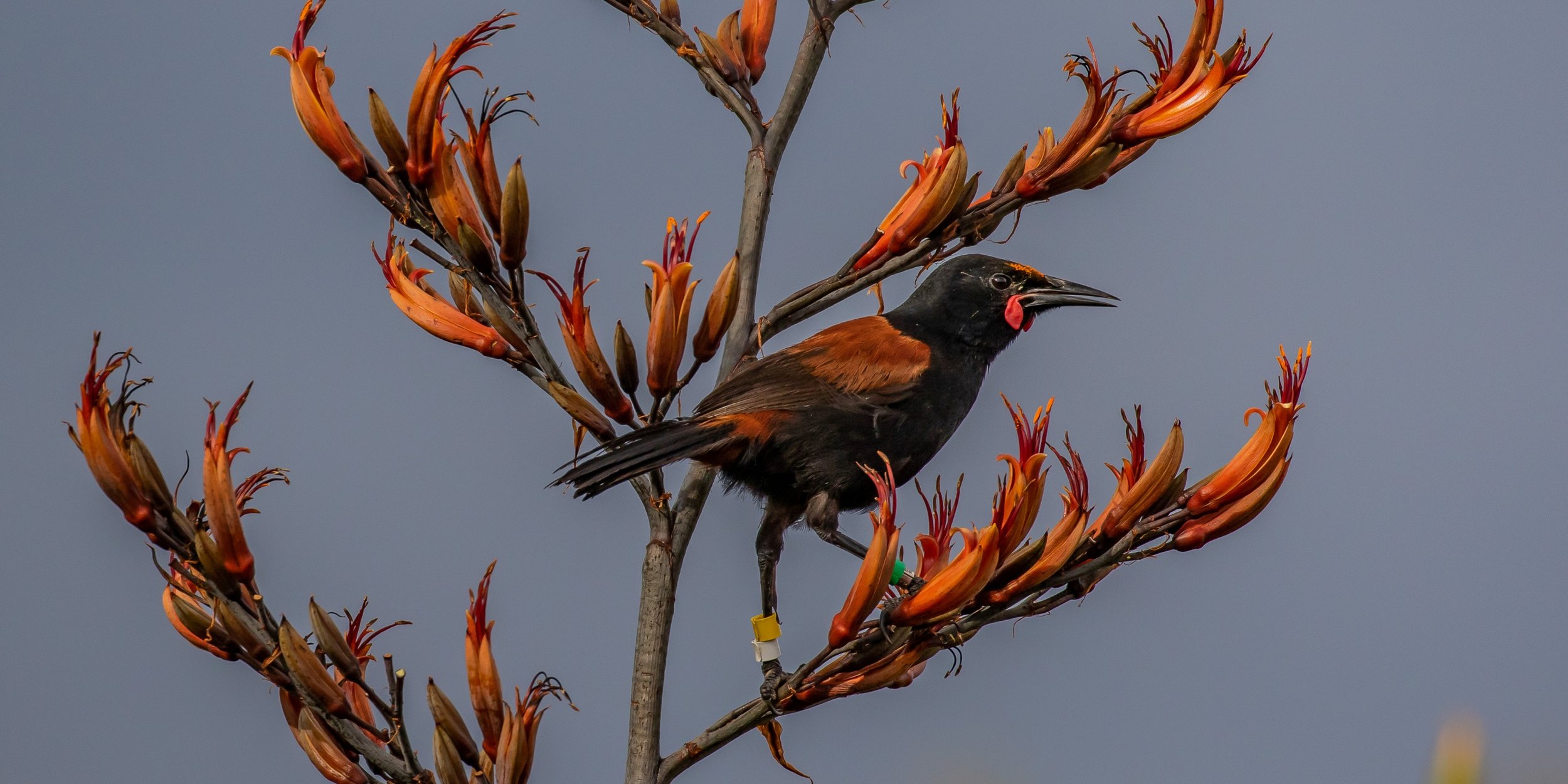 Saddleback,Tieke,-824.JPG