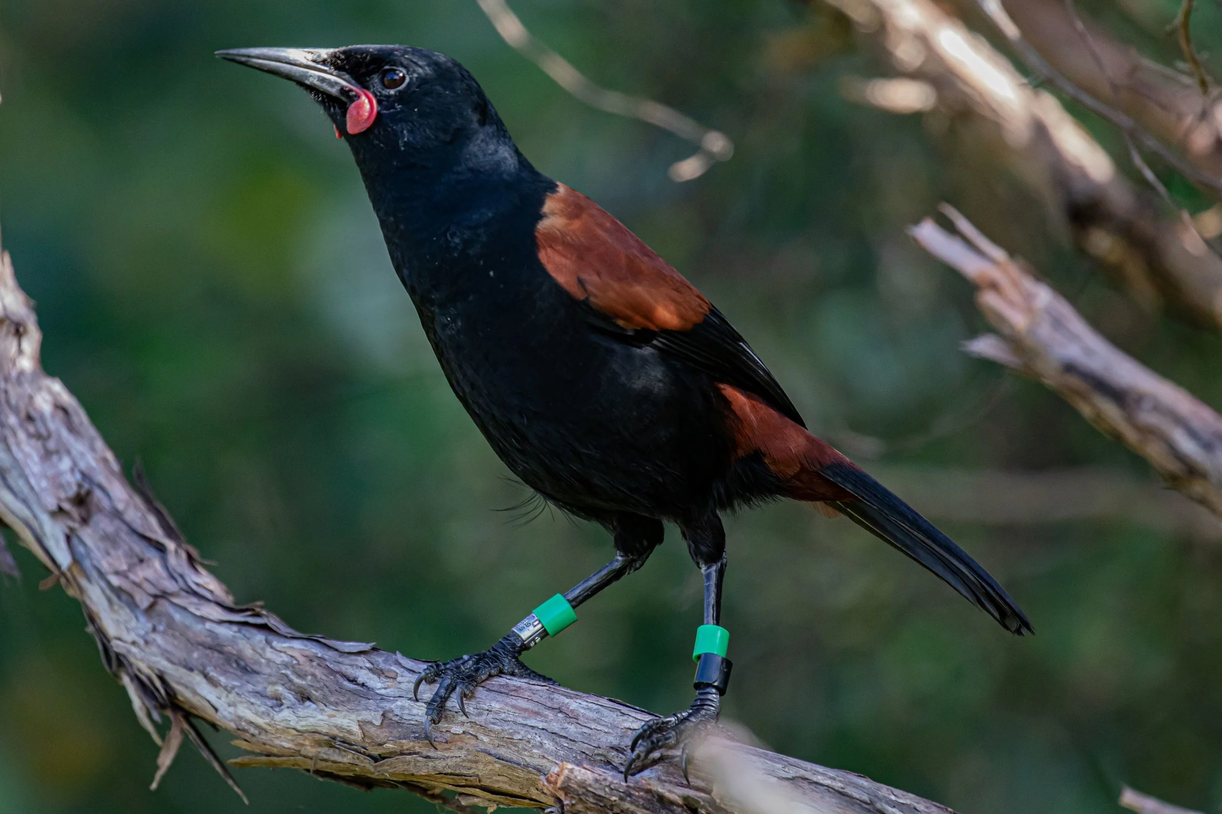 Saddleback,Tieke,-9848.jpg