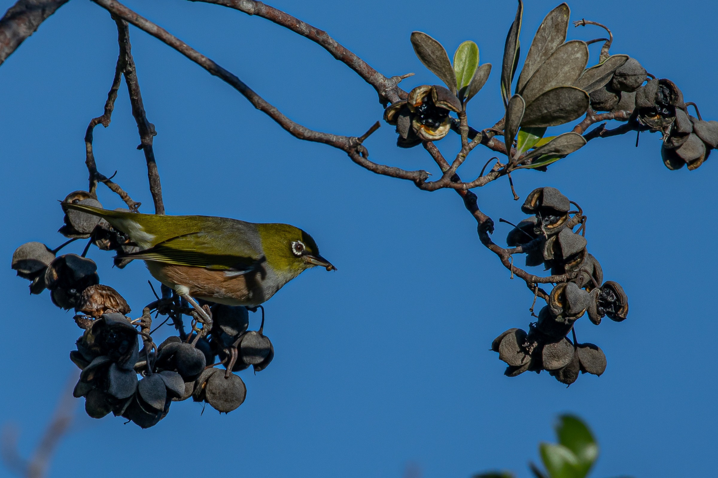 Silvereye,-155.JPG