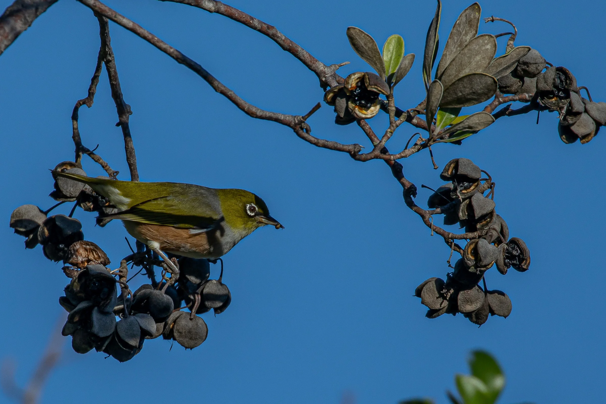 Silvereye,-155.JPG