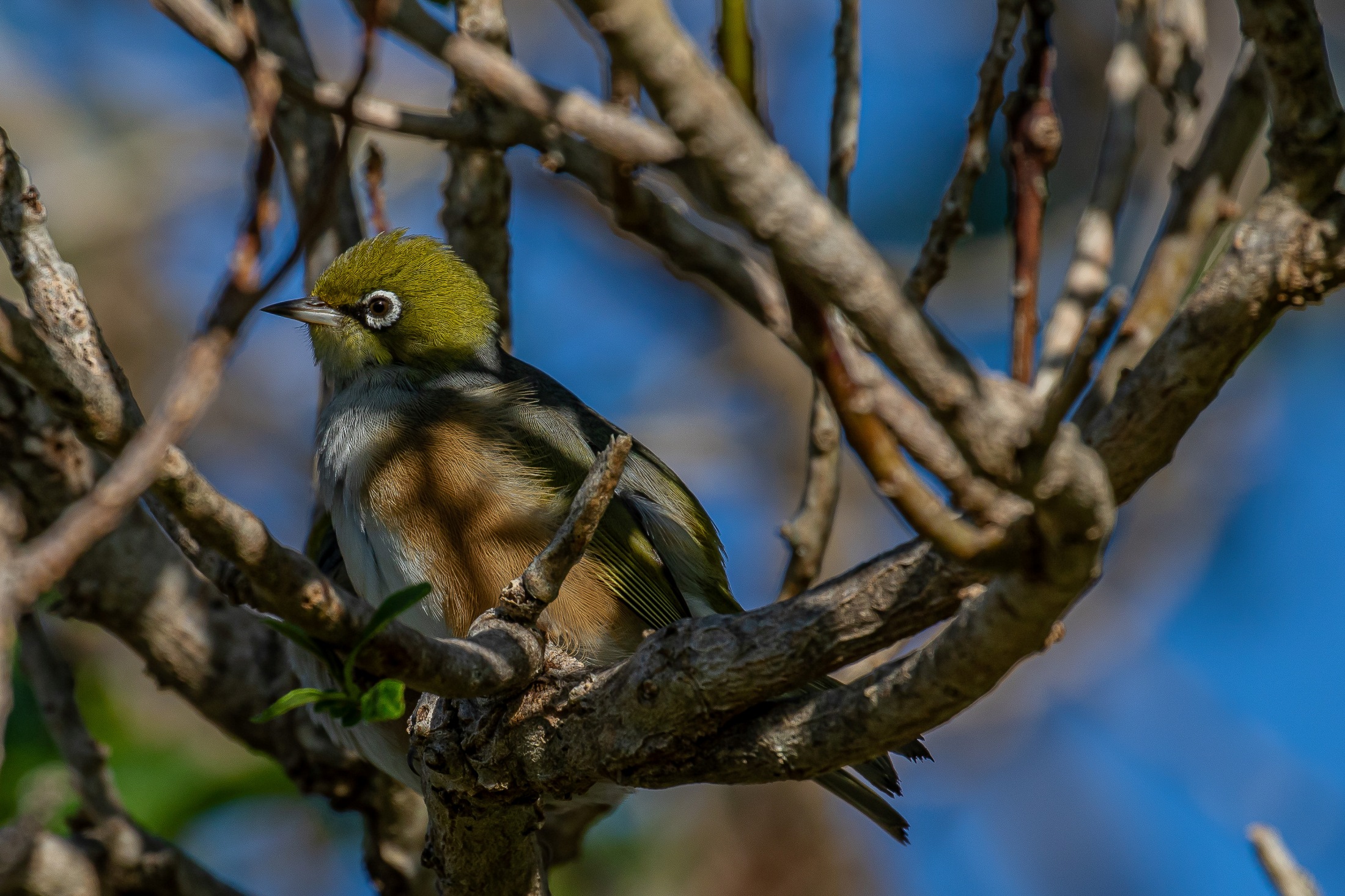 Silvereye,Tauhou,-198.JPG