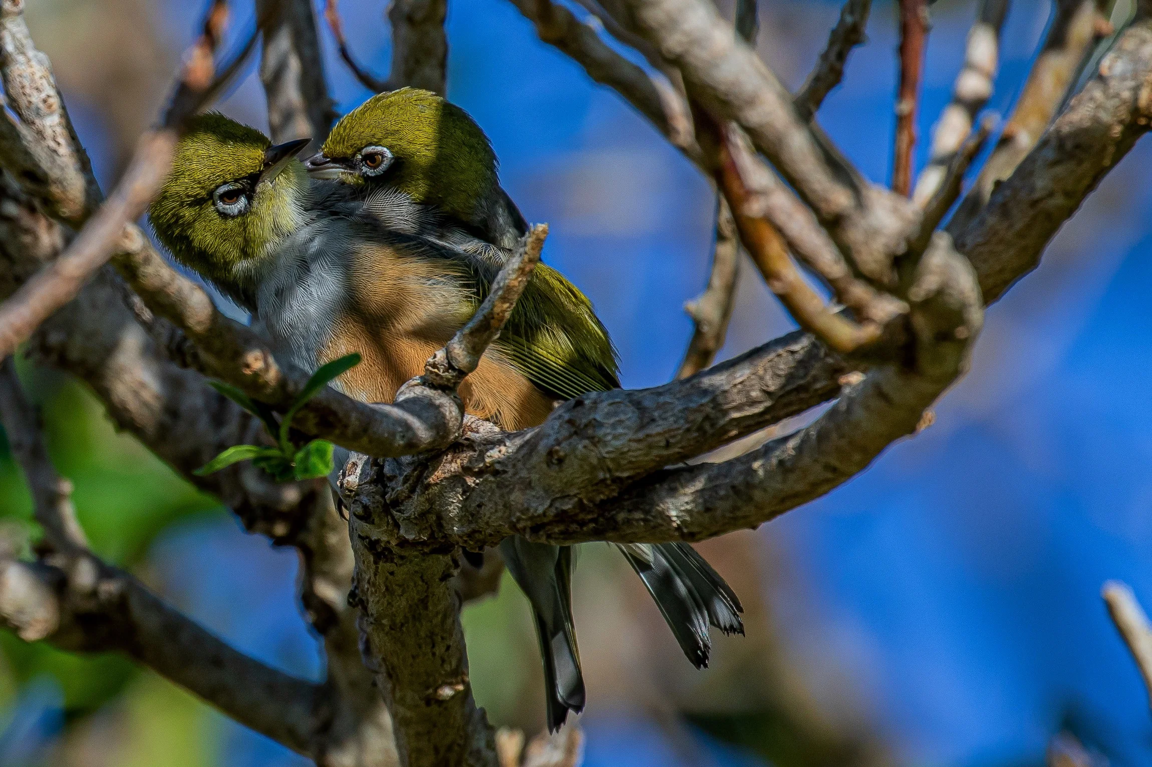 Silvereye,Tauhou,-206.JPG