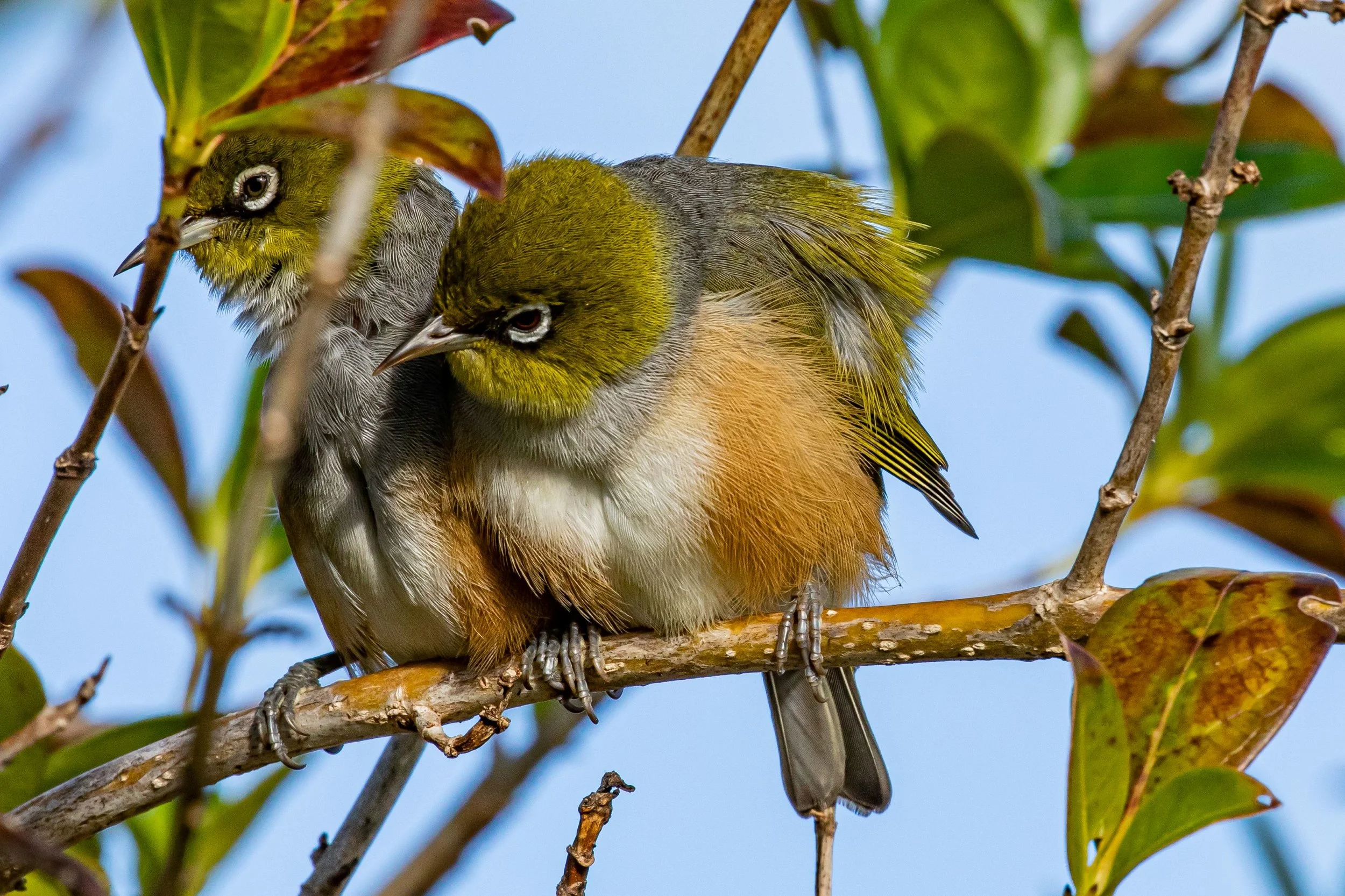 Silvereye,Tauhou,-9433.jpg