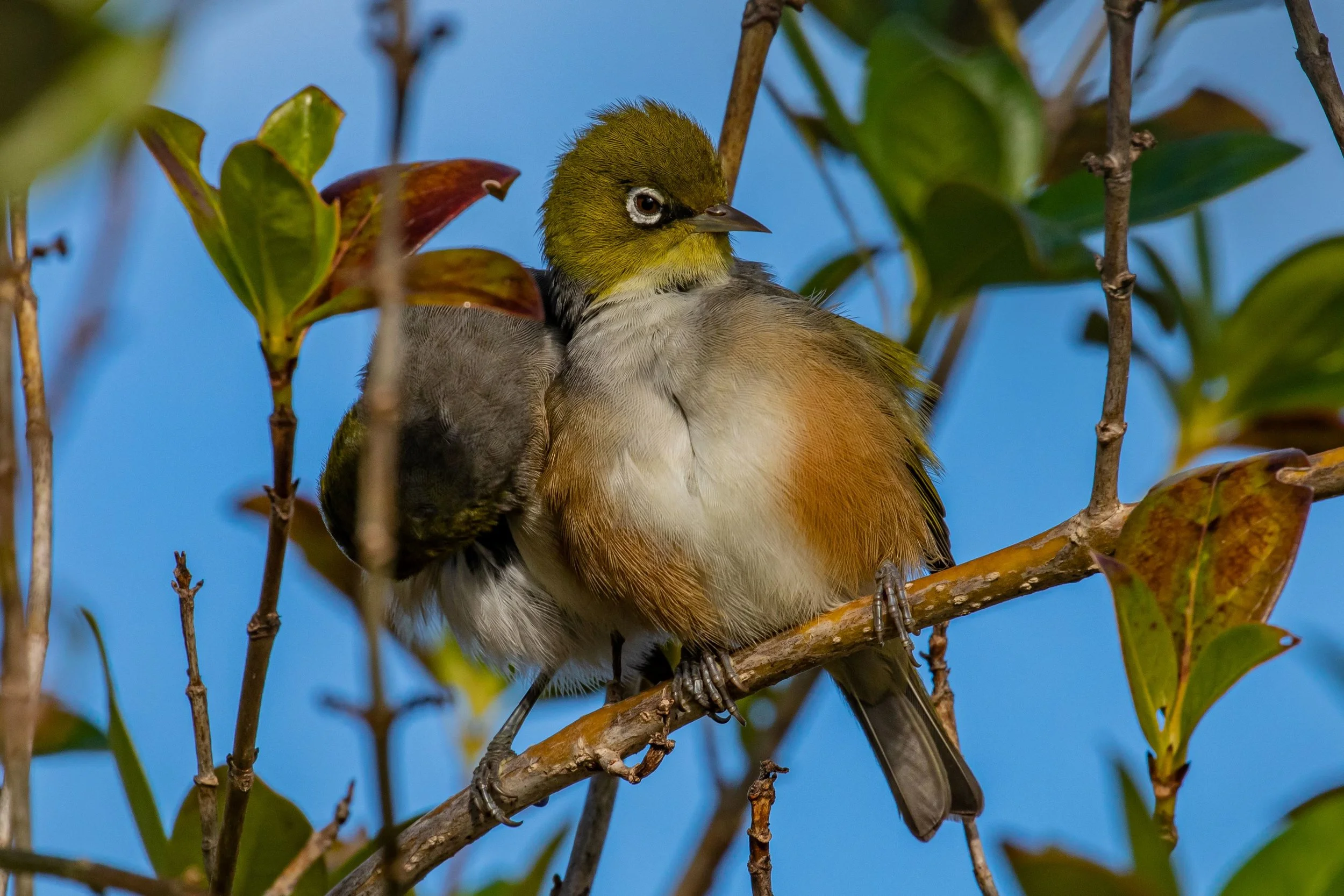 Silvereye,Tauhou,b-9442.jpg