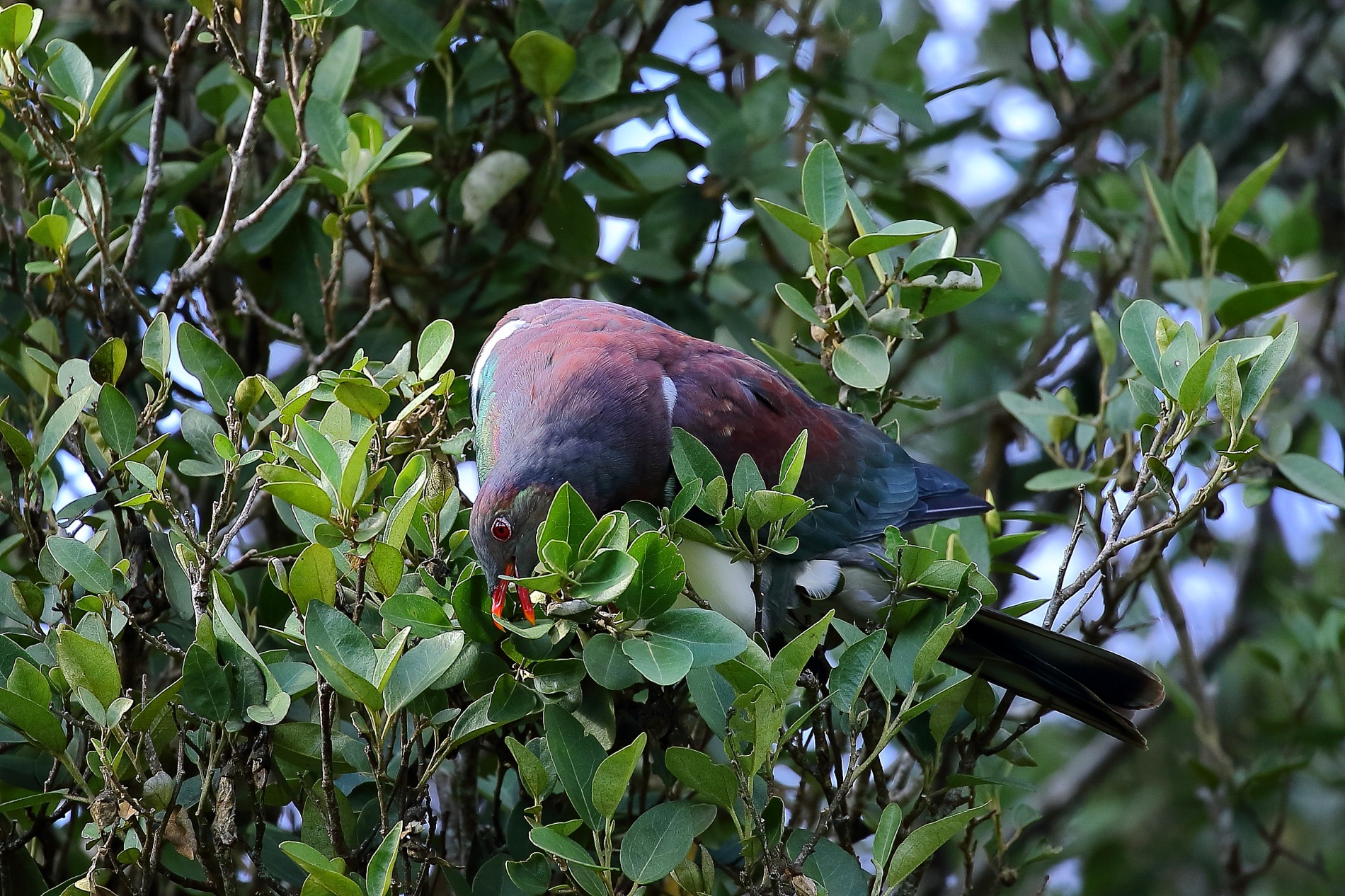 Kereru 150425 043d.jpg
