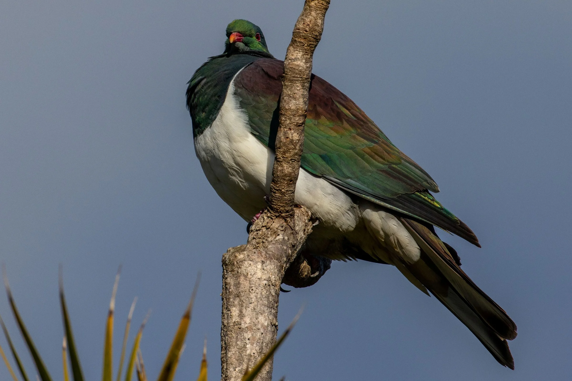 Kereru,-602.JPG
