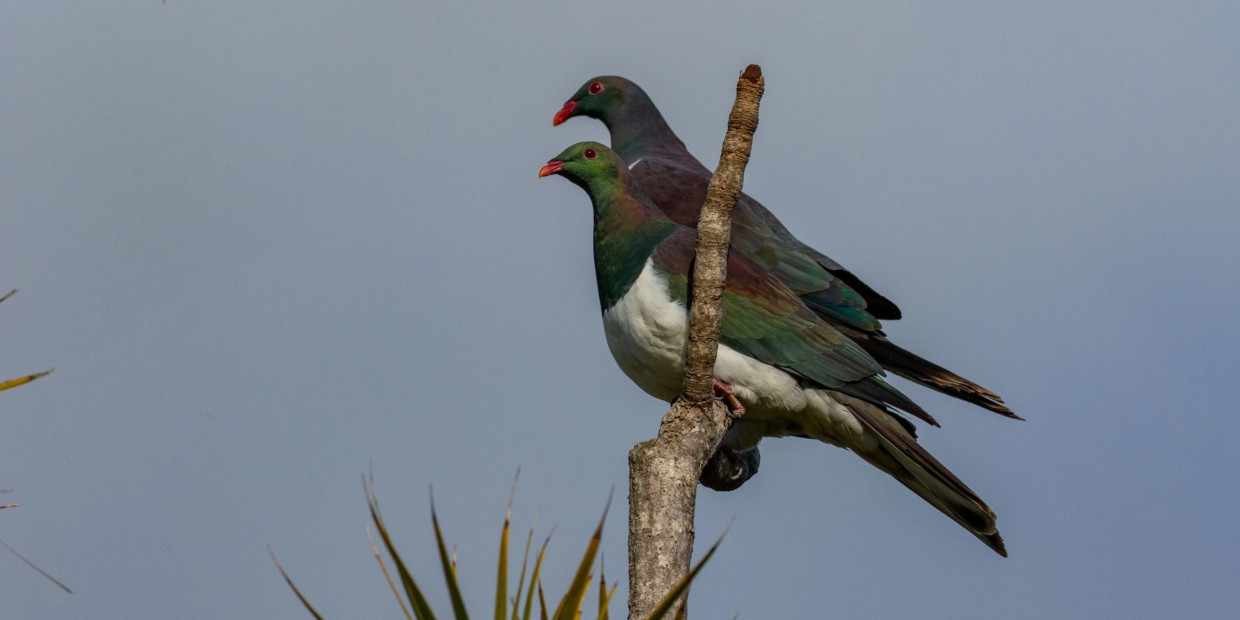 Kereru,-621.JPG