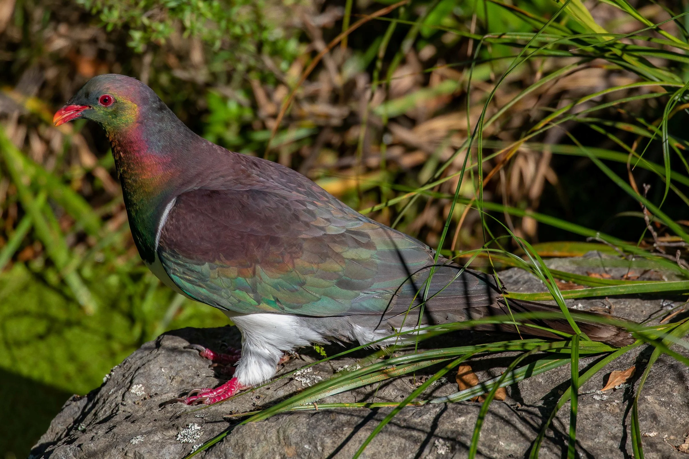 Kereru,-867.JPG