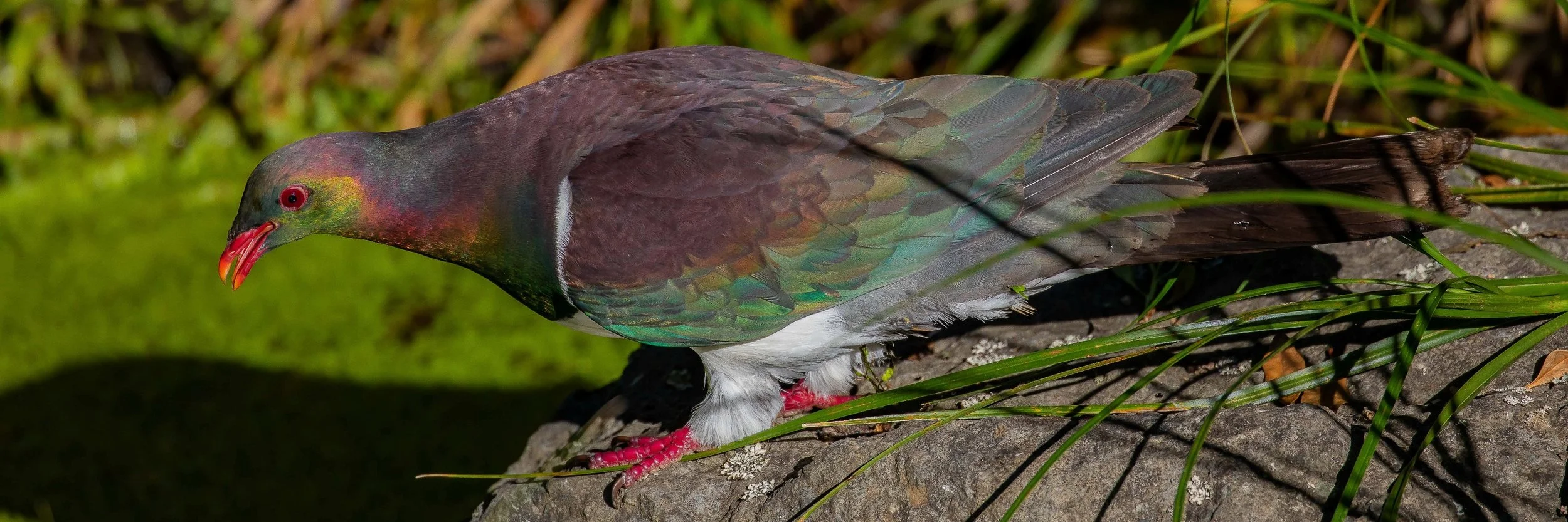 Kereru,-879.JPG