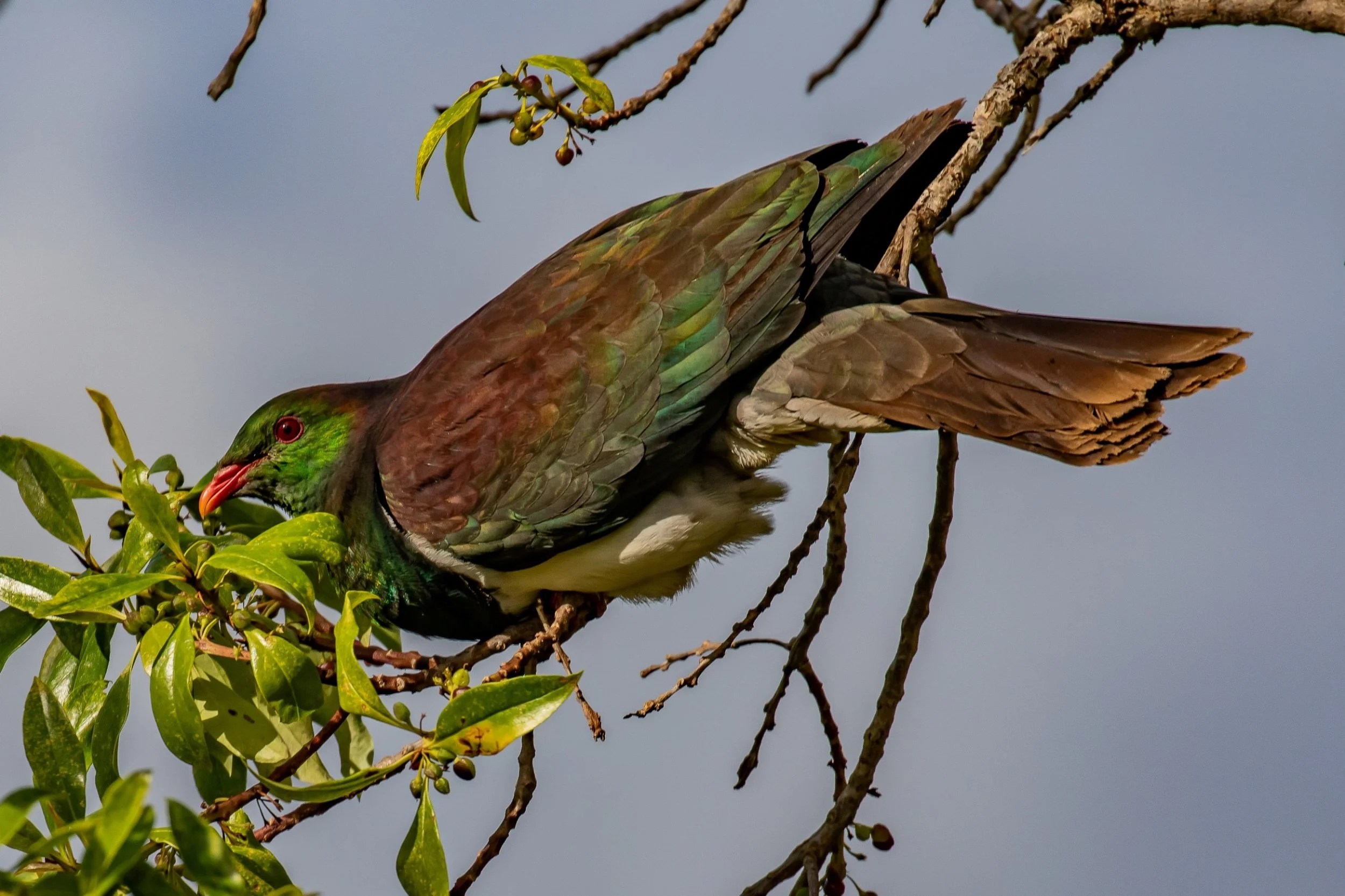 Kereru,-885.JPG