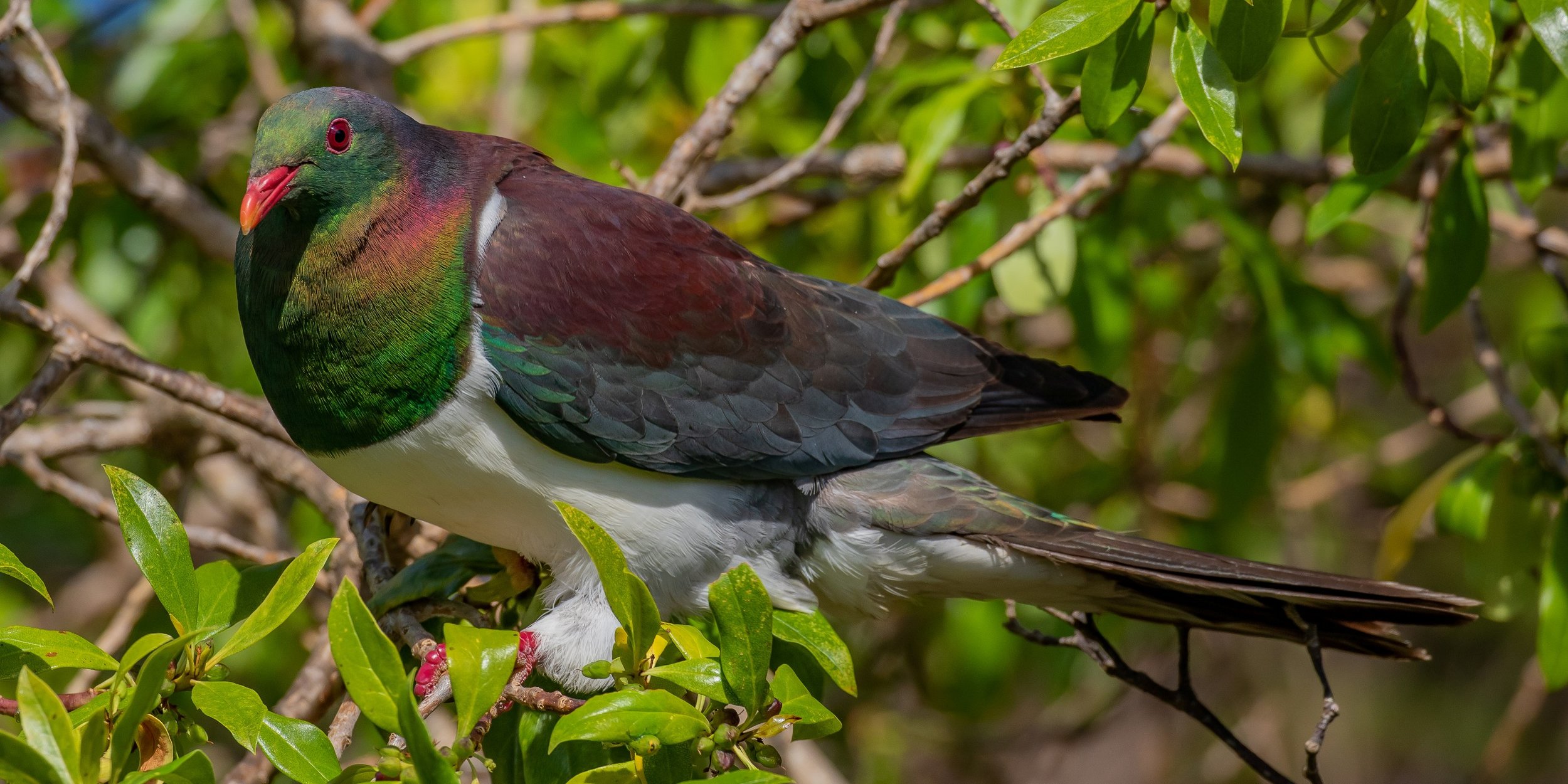Kereru,-917.JPG