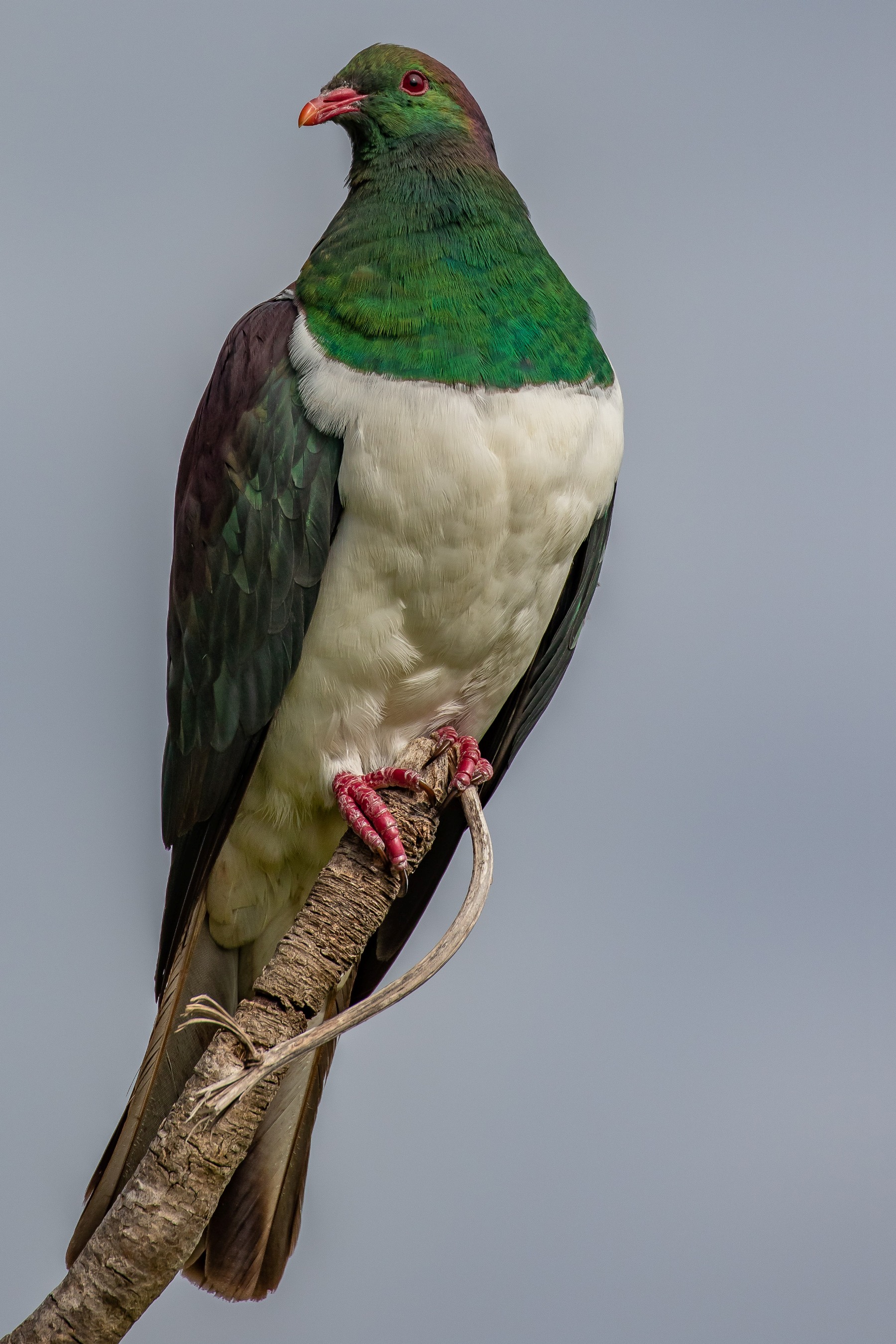 Kereru,-1416.JPG