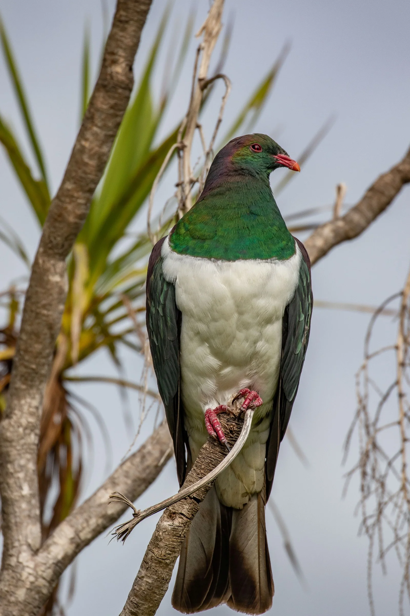 Kereru,-1425.JPG