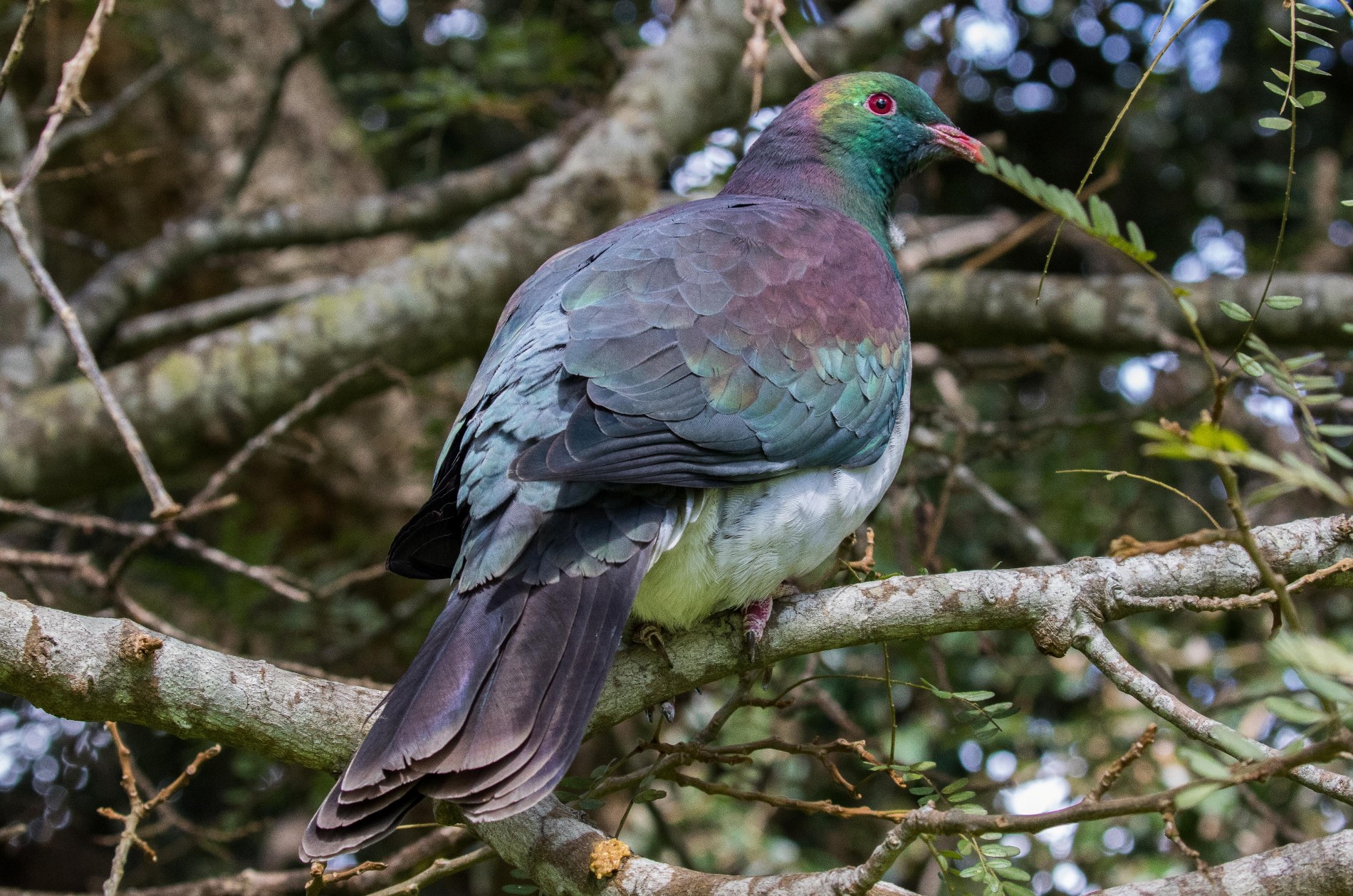 Kereru,-5754.JPG