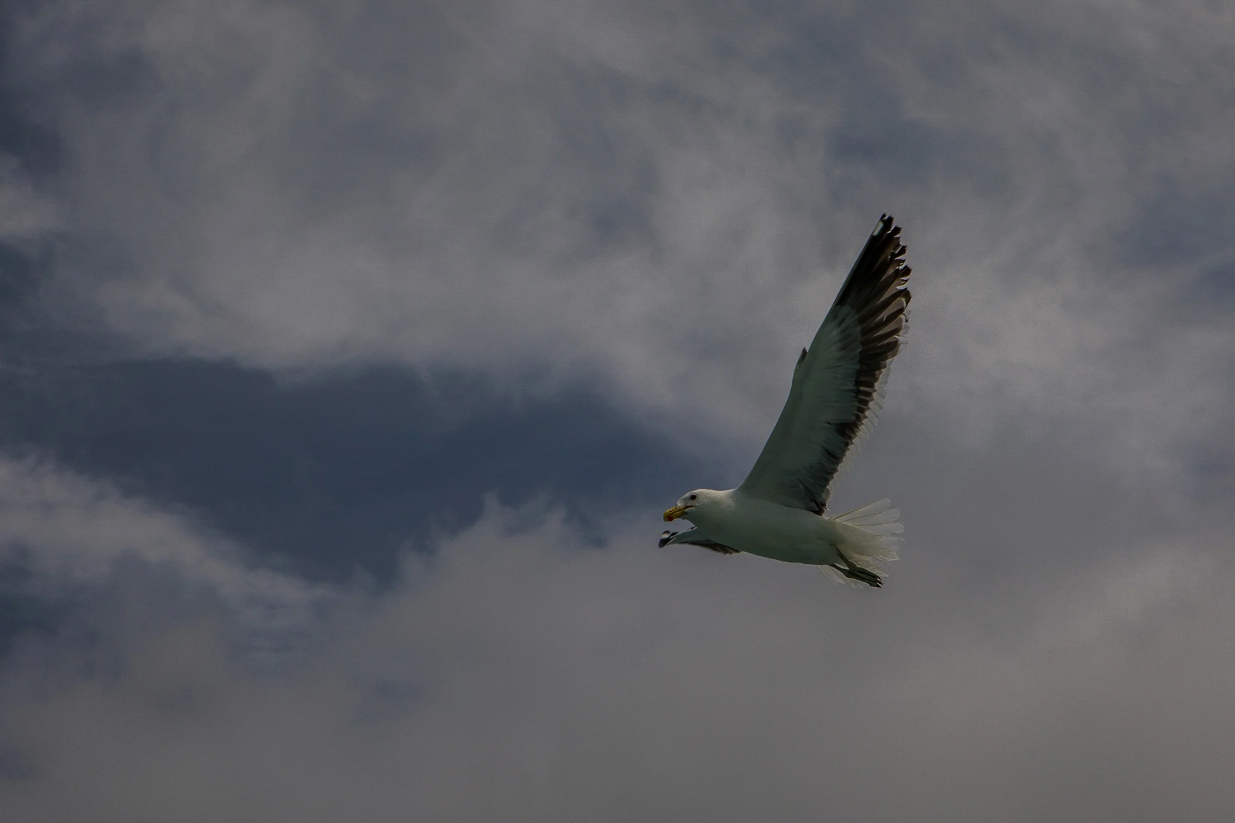 Black Backed Gull,Karoro,-166.JPG