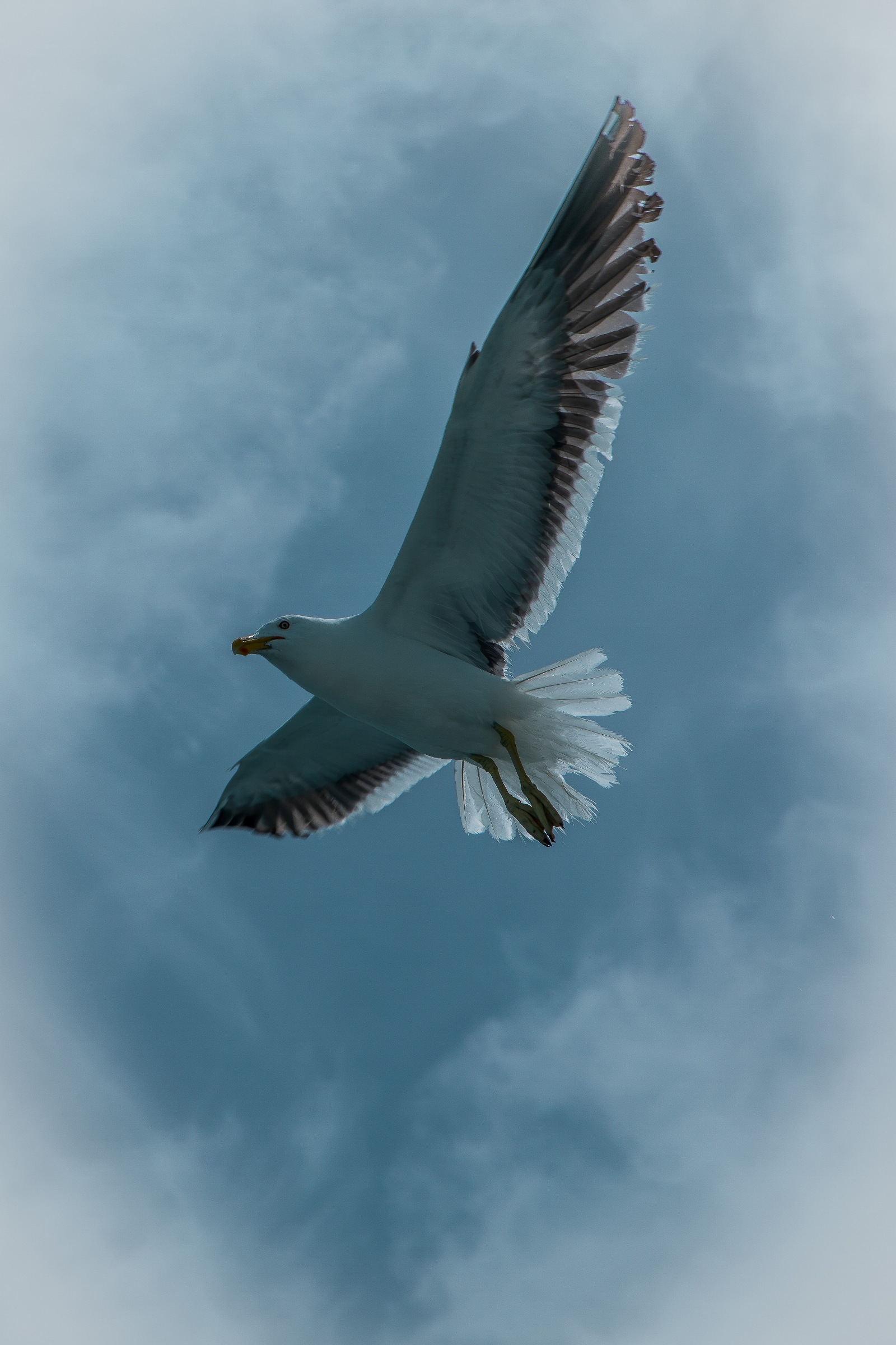 Black Backed Gull,Karoro,-189.JPG