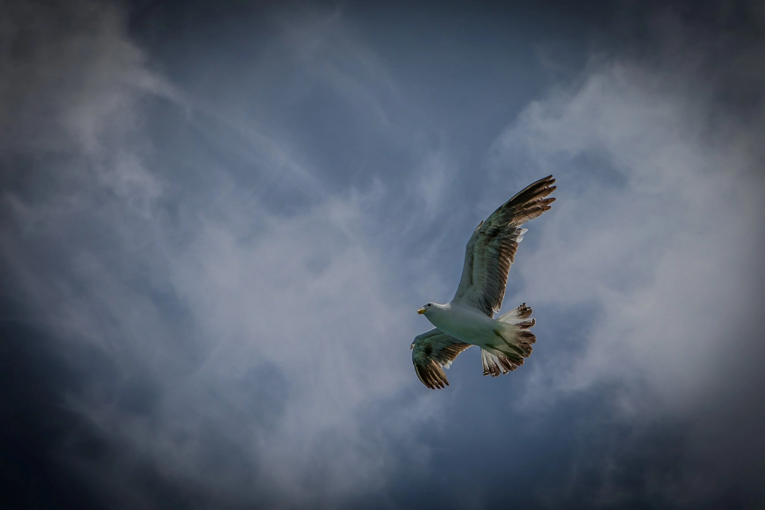 Black Backed Gull,Karoro,-191.JPG