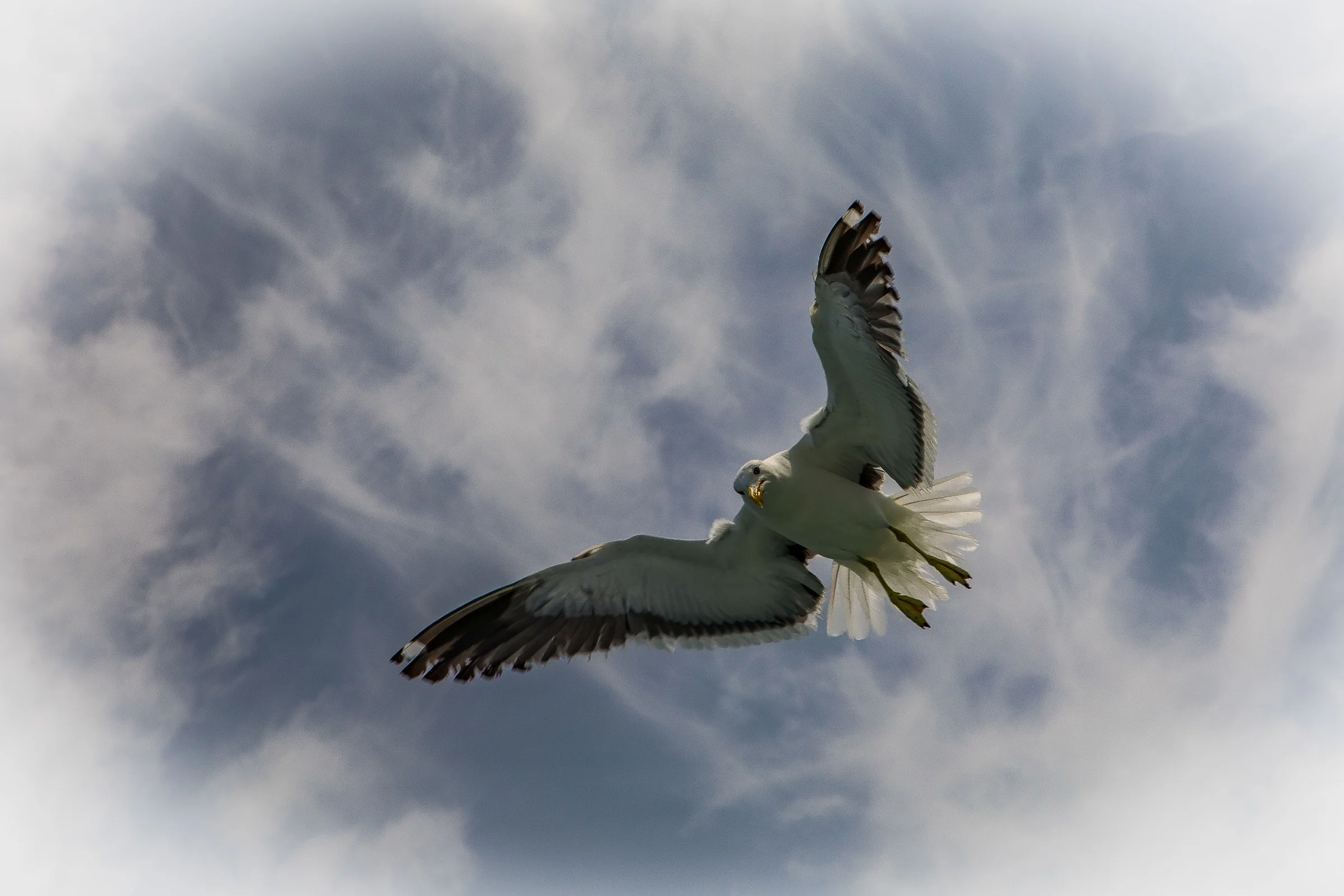 Black Backed Gull,Karoro,-246.JPG
