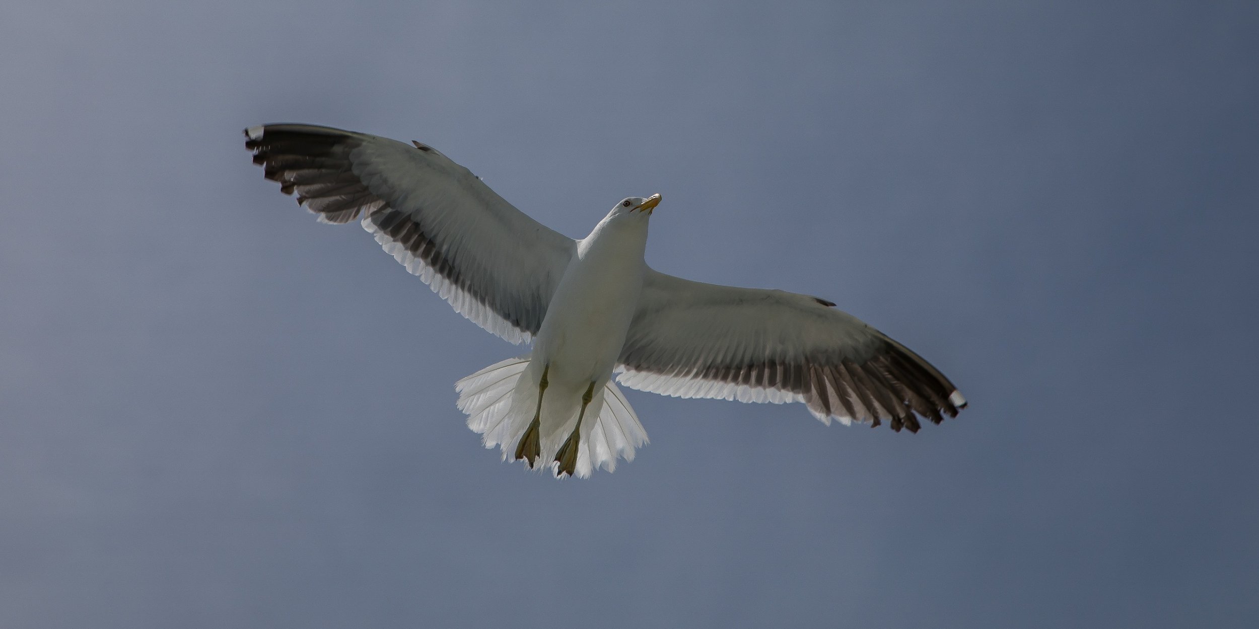 Black Backed Gull,Karoro,-294.JPG