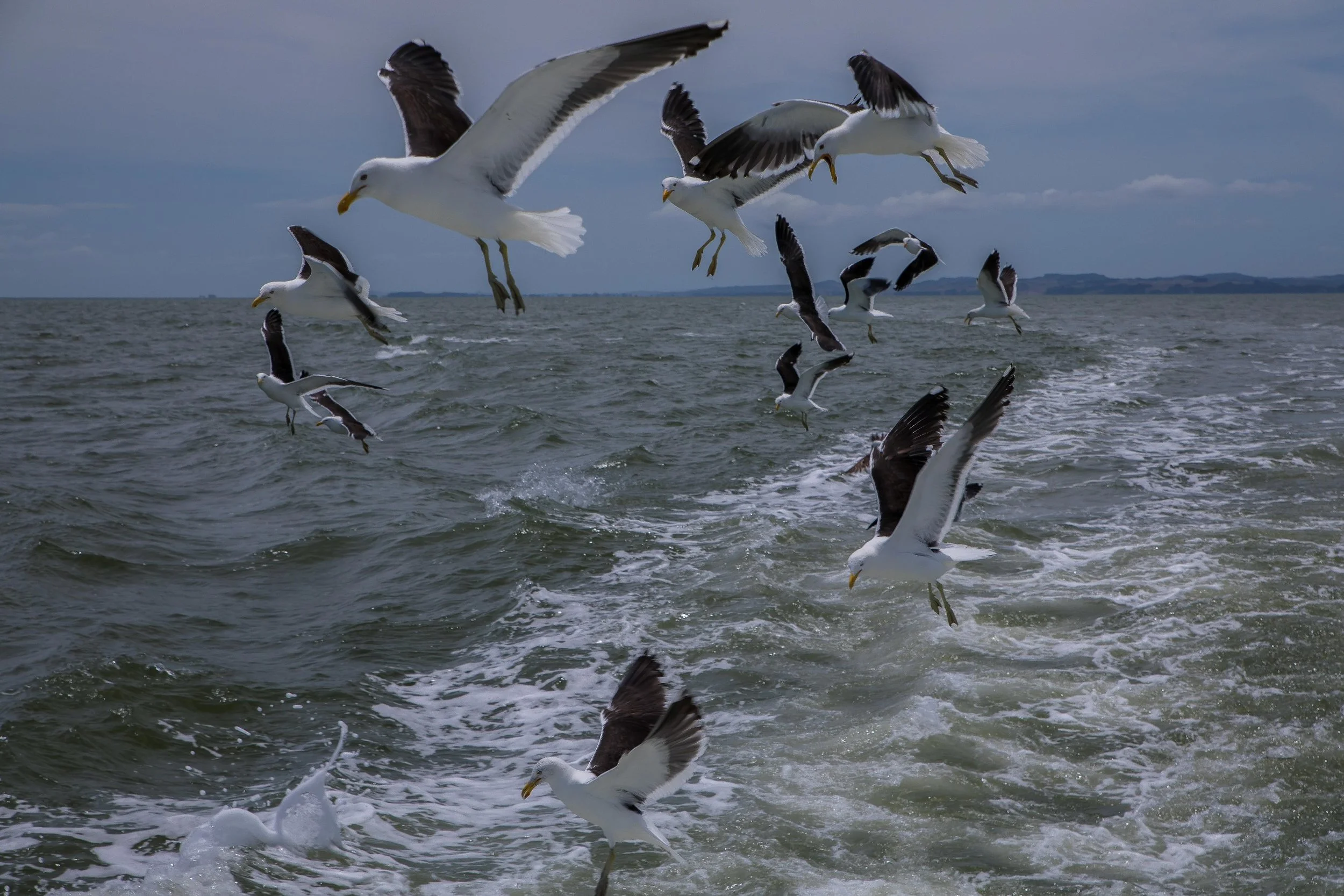 Black Backed Gull,Karoro,-304.JPG