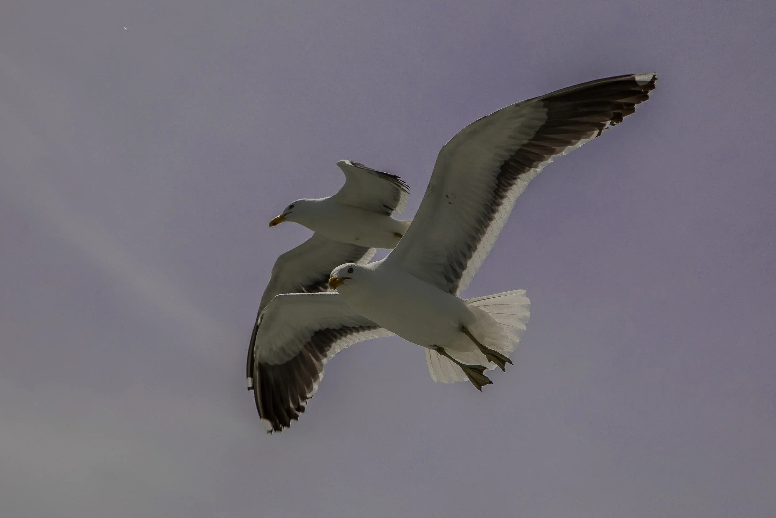 Black Backed Gull,Karoro,-319.JPG