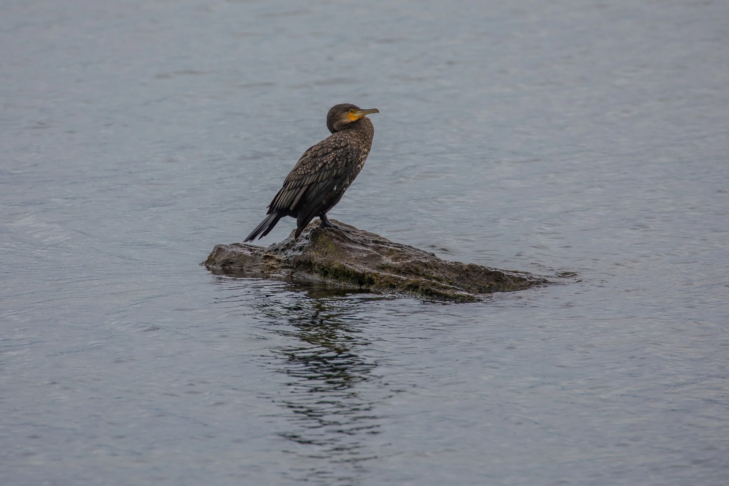 Black Shag,-396.JPG