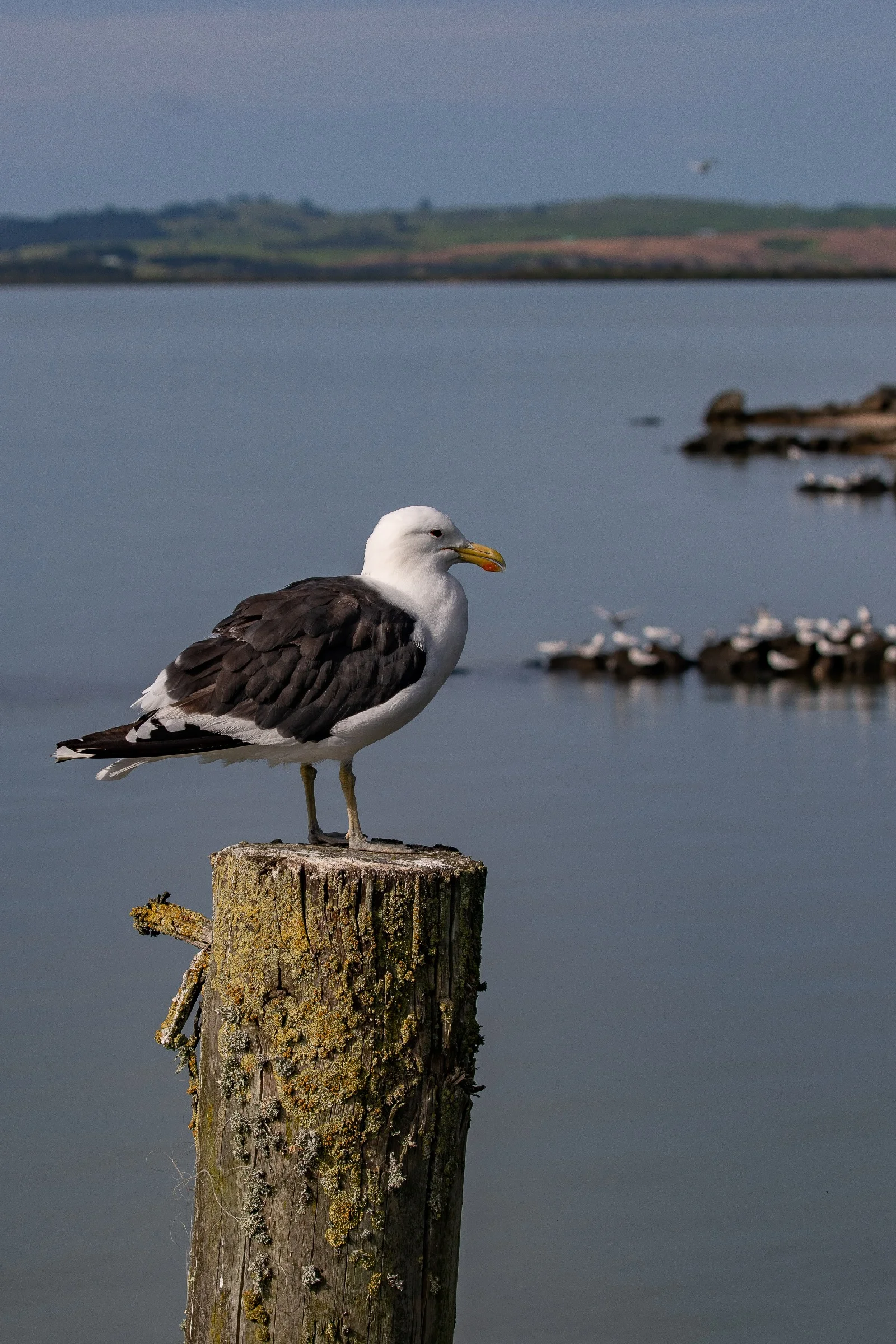 Karoro,Shelly Beach,Kaipara Harbour,-257.JPG