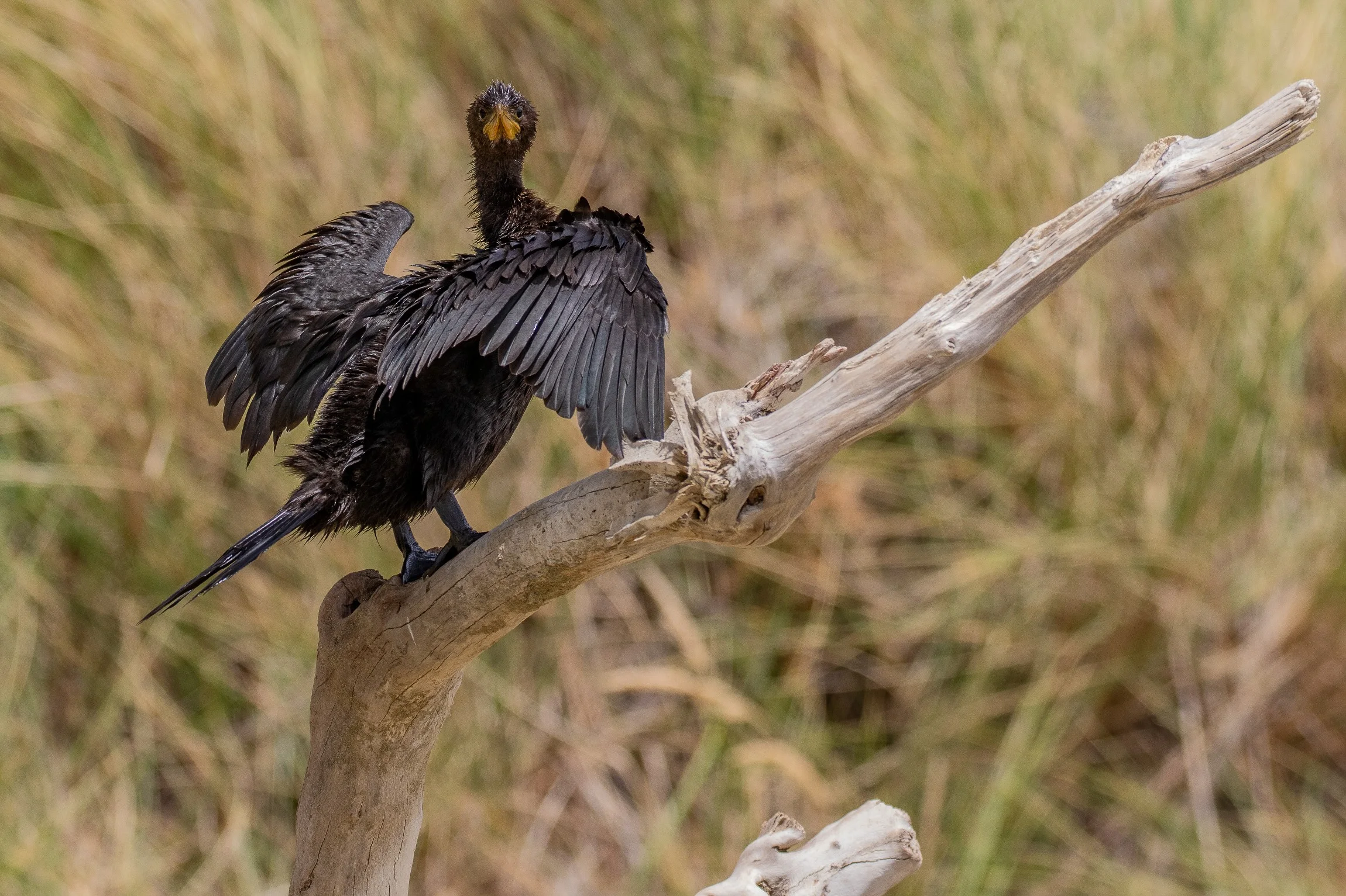 Little Black Shag,Titirangi Farm Park,-063.JPG