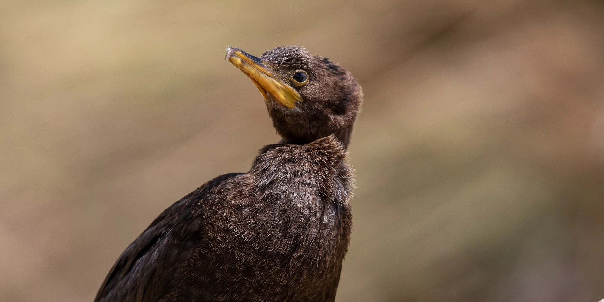 Little Black Shag,Titirangi Farm Park,-087.JPG
