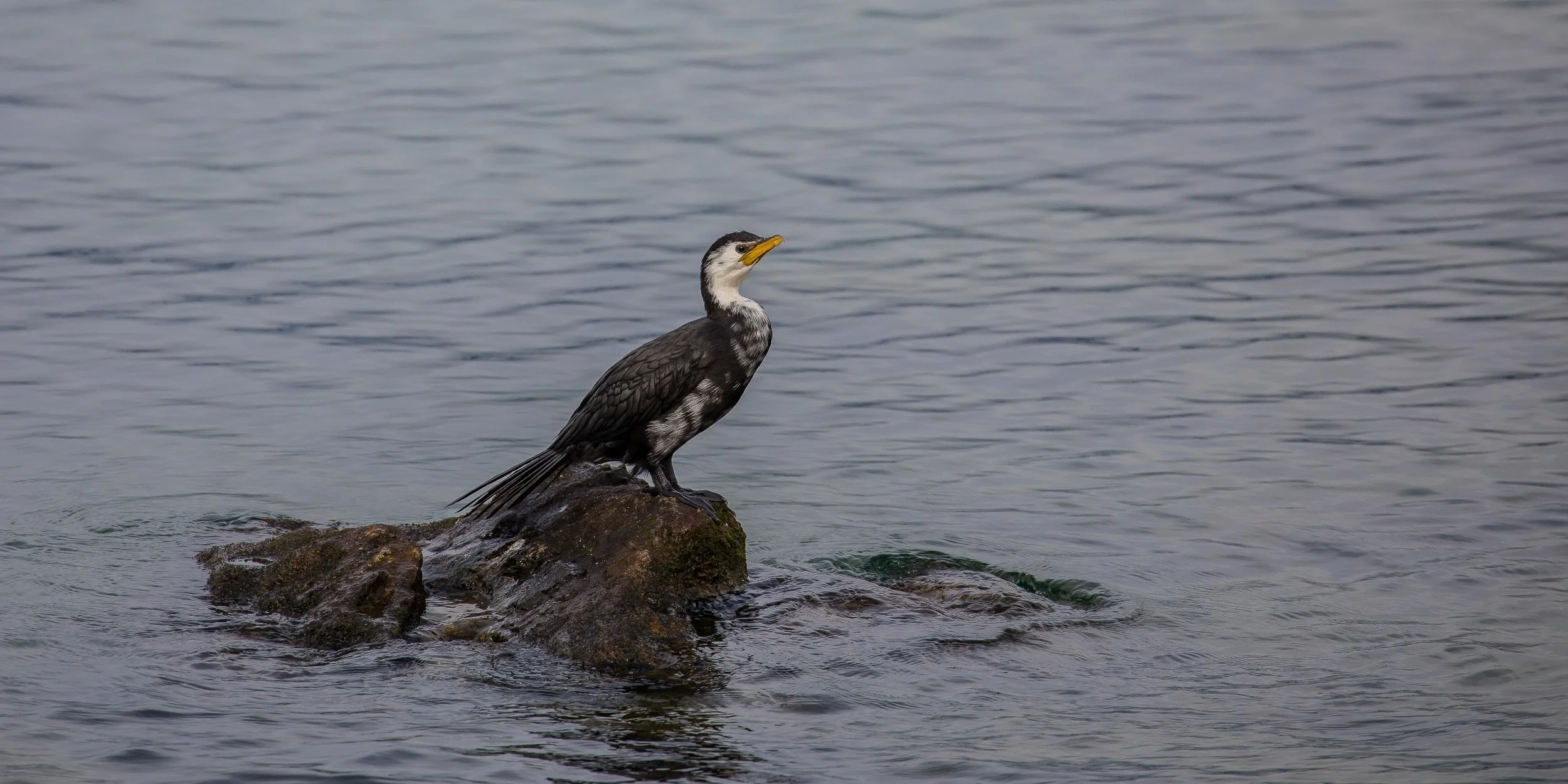Little Shag,-351.JPG