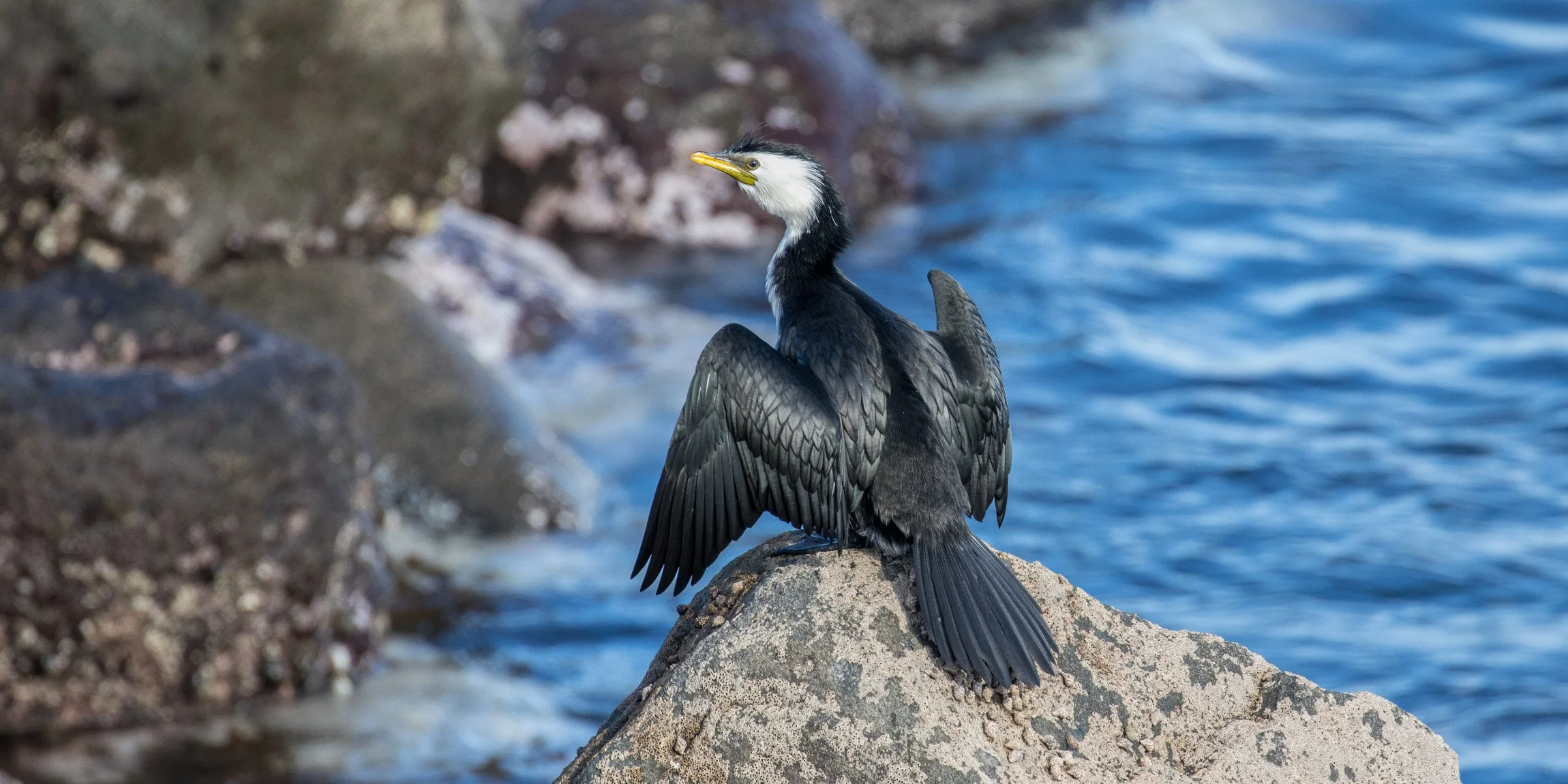 New Plymouth,Coastal Walk,Little Shag,-5077.JPG
