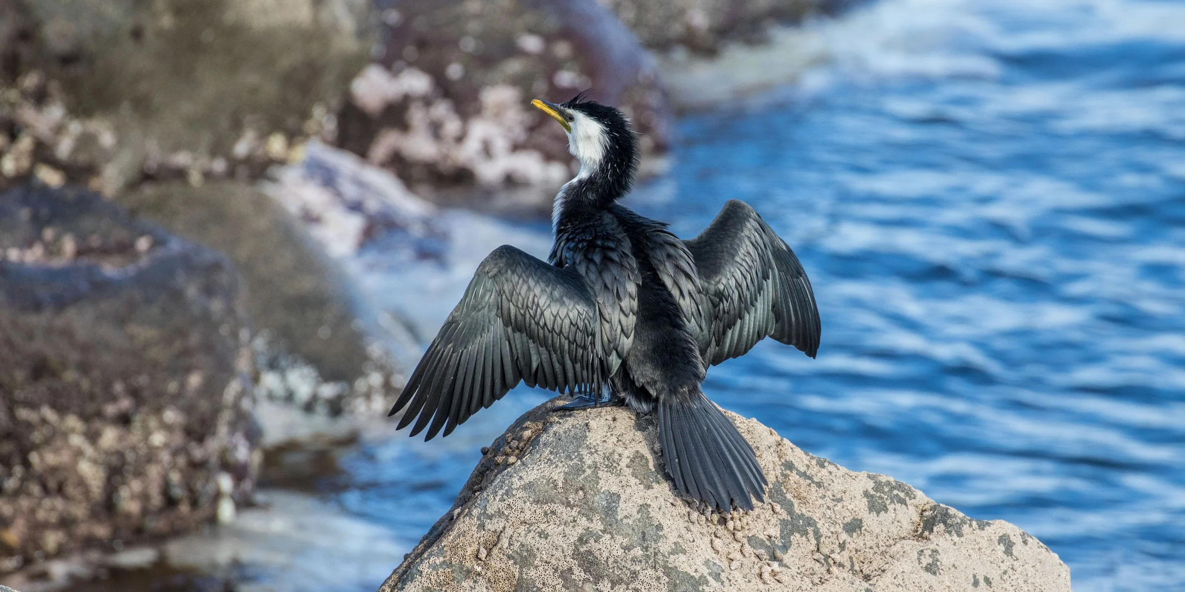 New Plymouth,Coastal Walk,Little Shag,-5081.JPG