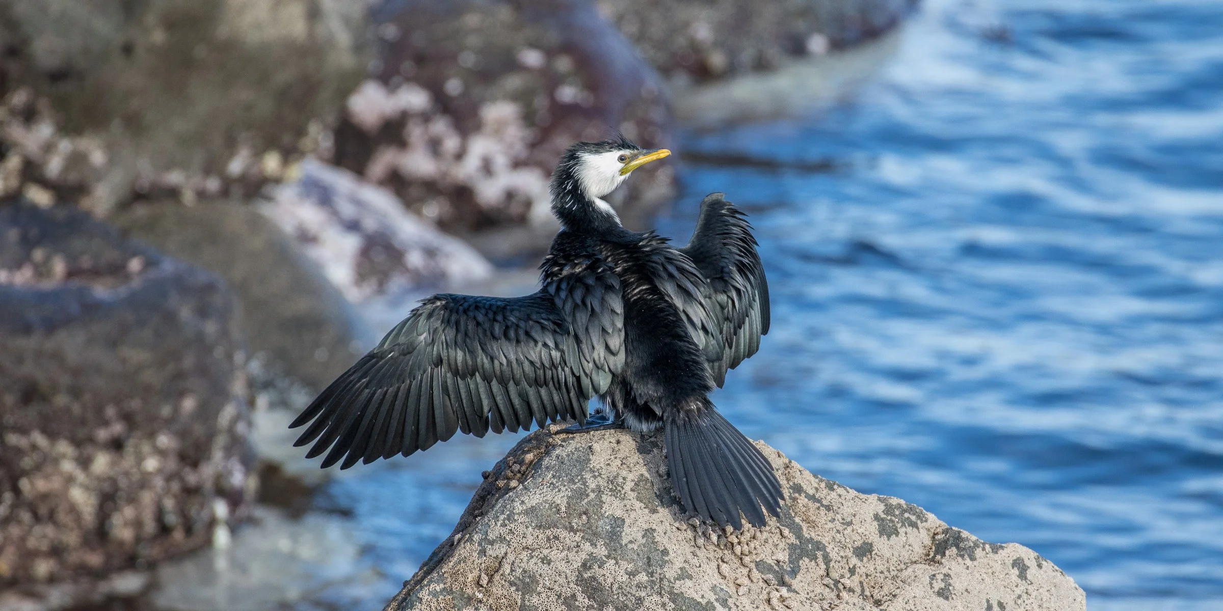 New Plymouth,Coastal Walk,Little Shag,-5085.JPG