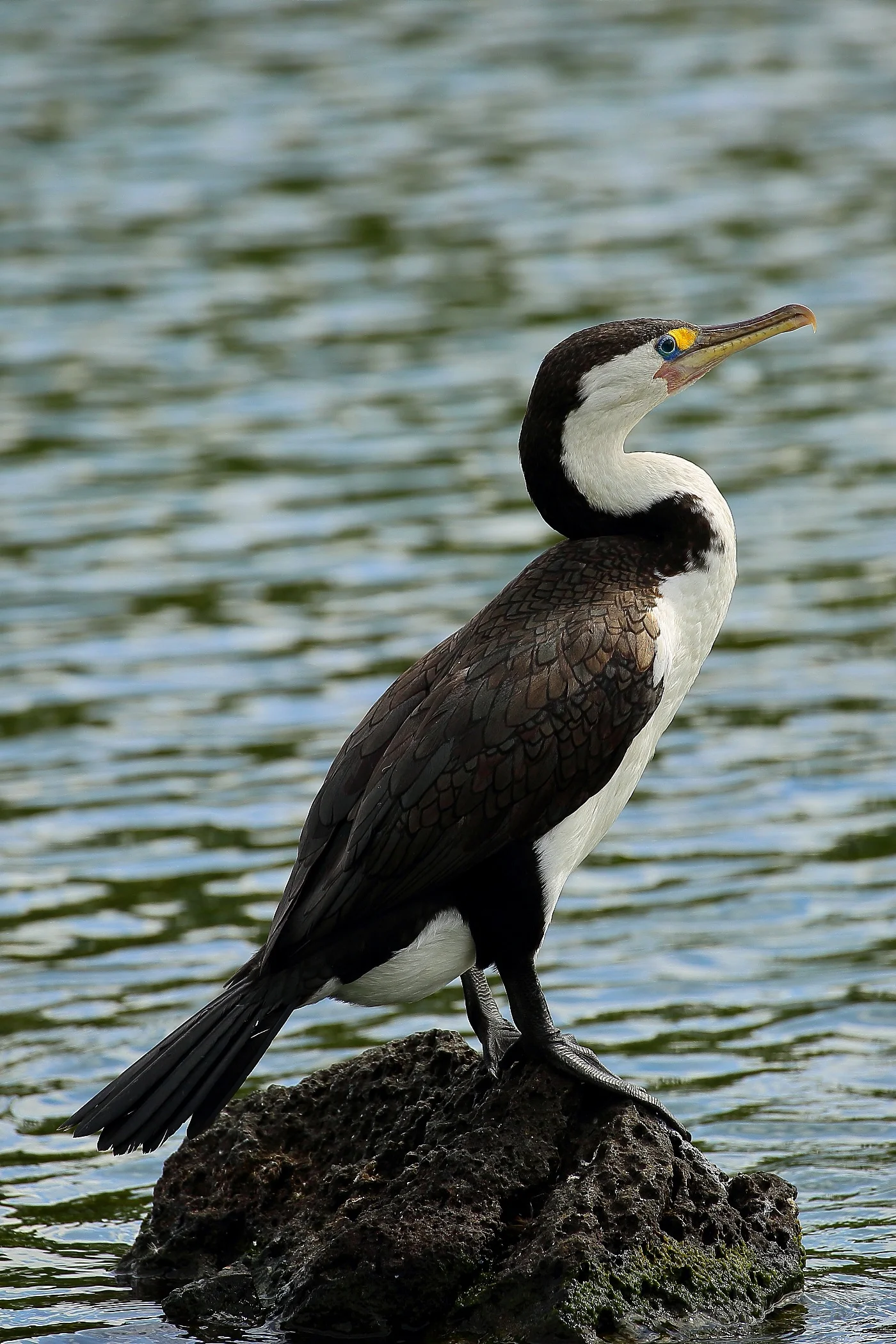 Pied Shag,288,-.JPG