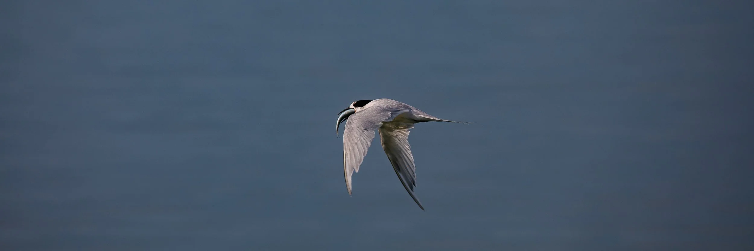 White Fronted Tern,Shelly Beach,Kaipara Harbour,-167.JPG