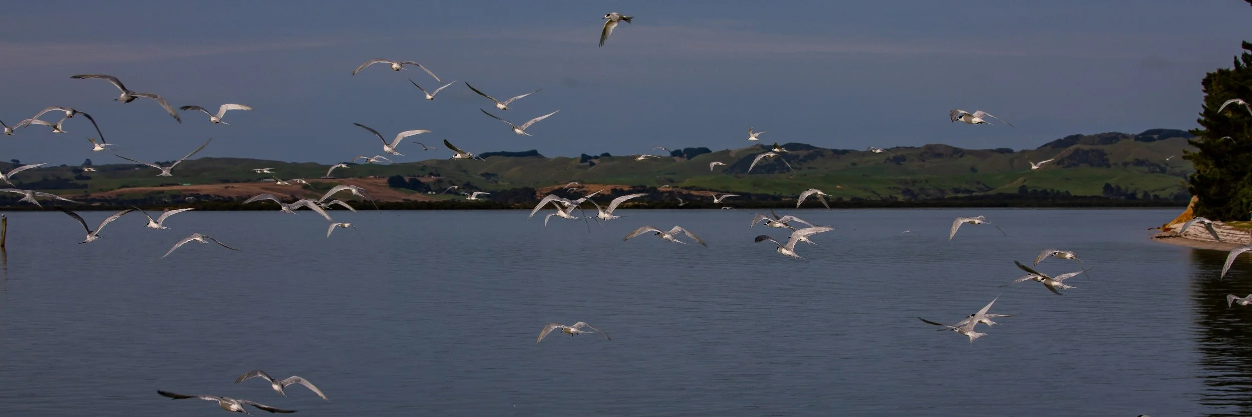 White Fronted Tern,Shelly Beach,Kaipara Harbour,-238.JPG