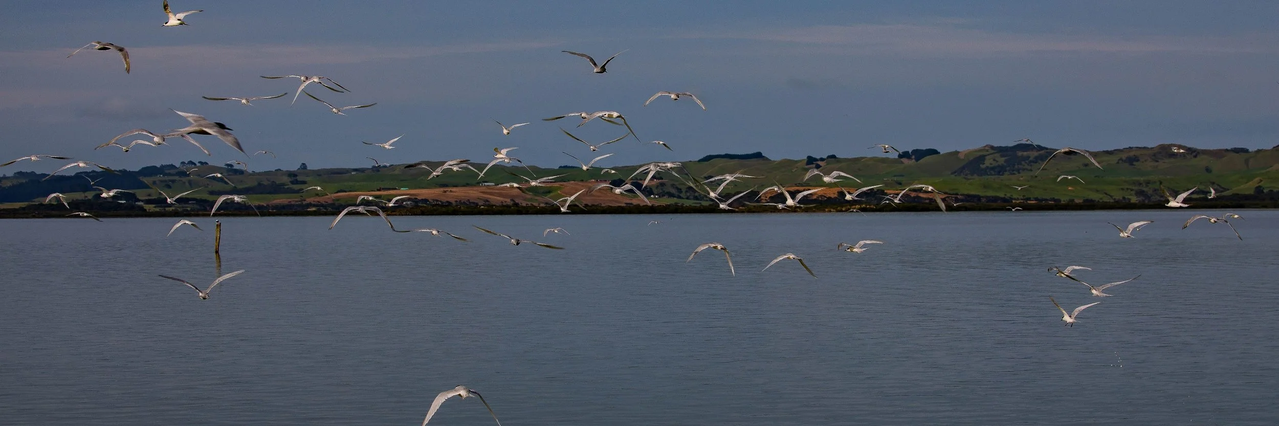 White Fronted Tern,Shelly Beach,Kaipara Harbour,-240.JPG