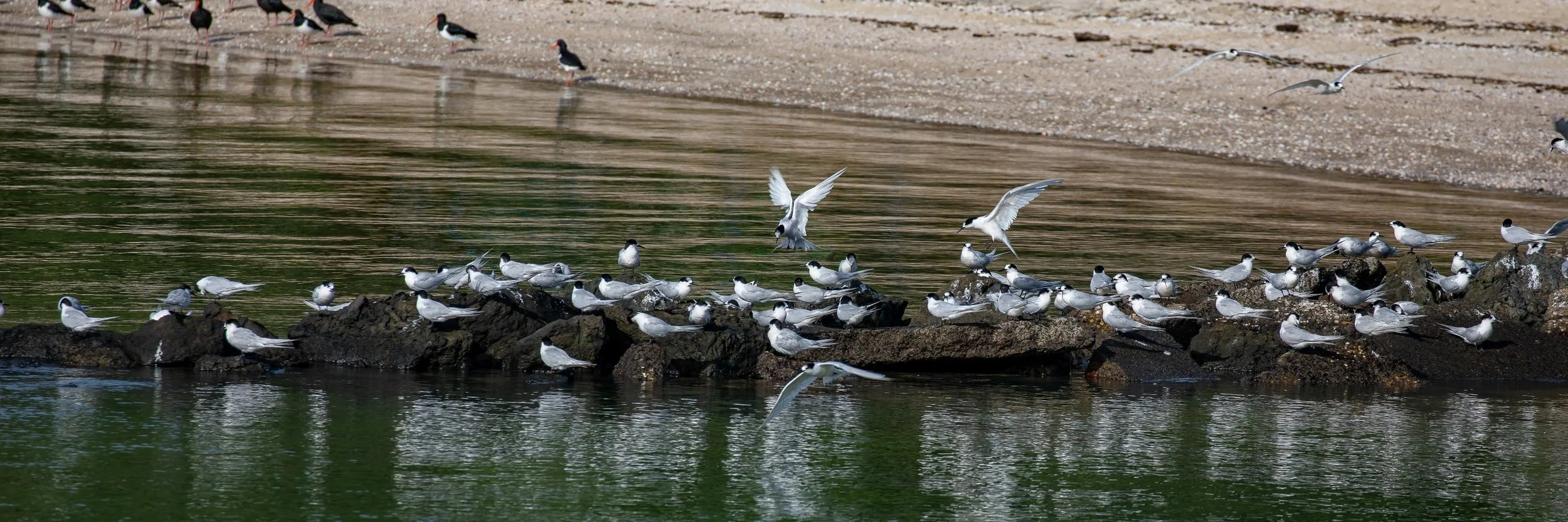 White Fronted Tern,Shelly Beach,Kaipara Harbour,-255.JPG