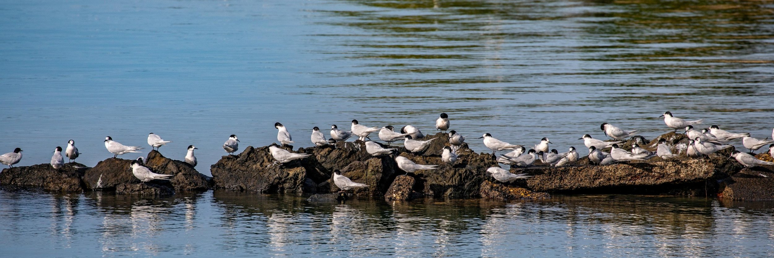White Fronted Tern,Shelly Beach,Kaipara Harbour,-256.JPG