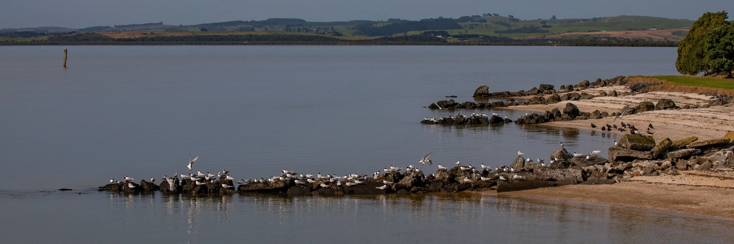 White Fronted Tern,Shelly Beach,Kaipara Harbour,-258.JPG