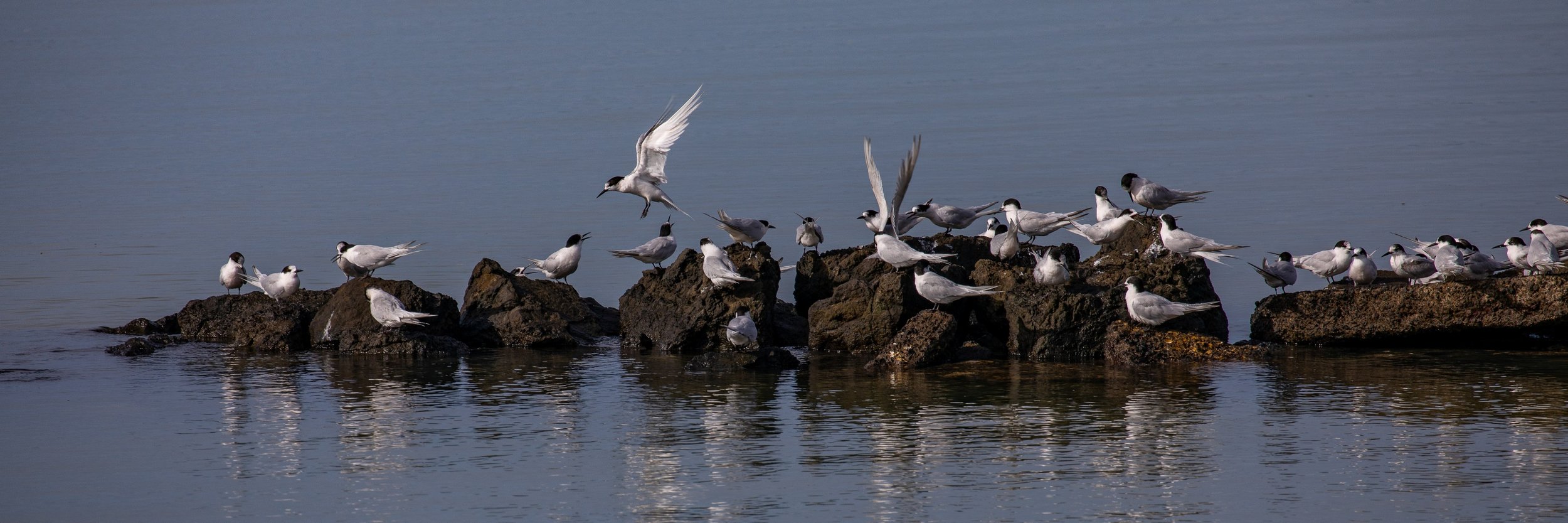 White Fronted Tern,Shelly Beach,Kaipara Harbour,-259.JPG