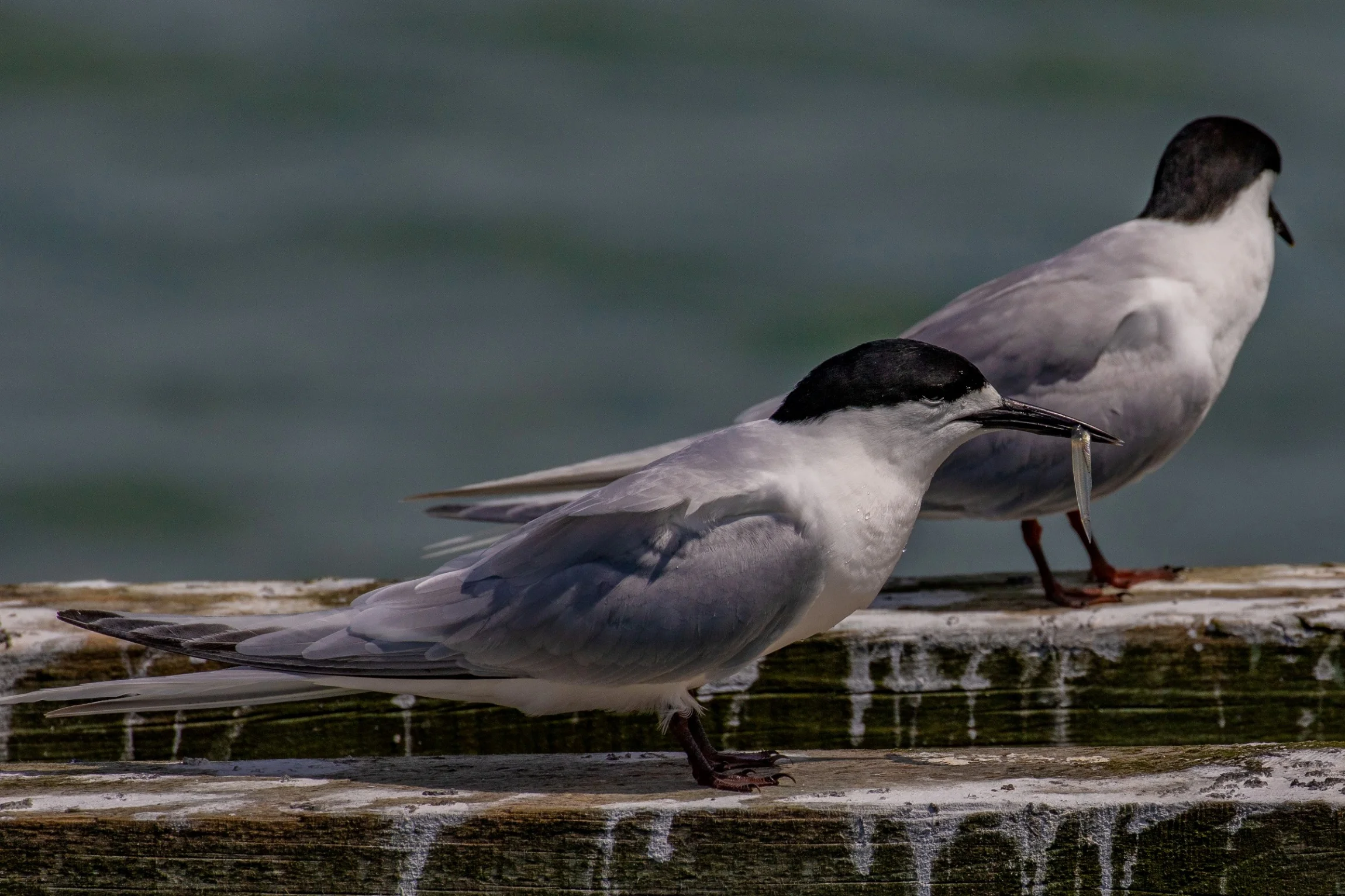 White Fronted Tern,Tara,-551.JPG