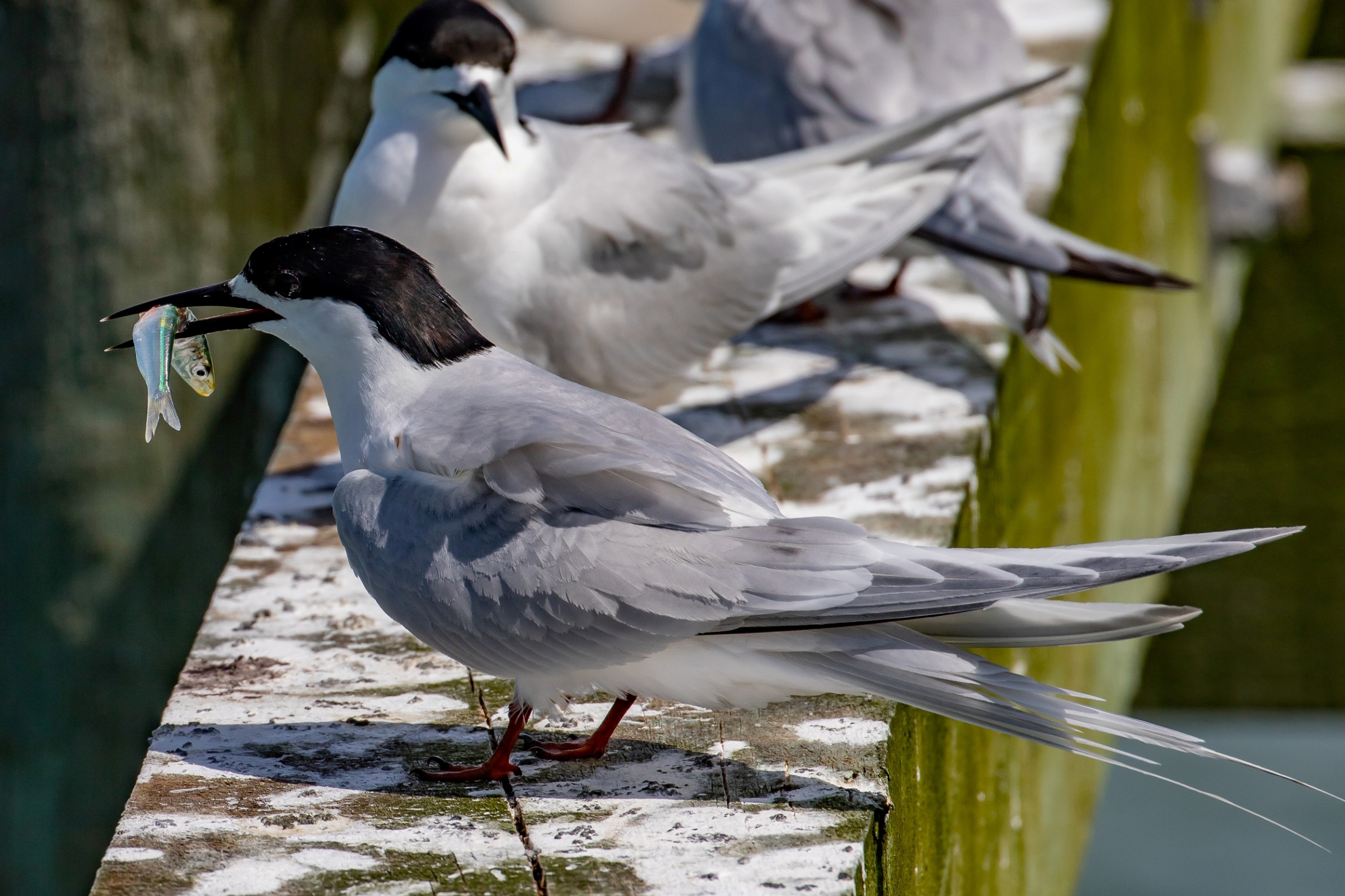 White Fronted Tern,Tara,-581.JPG