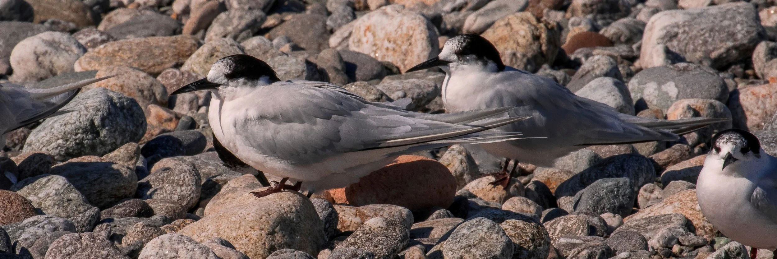 White Fronted Tern-781.JPG