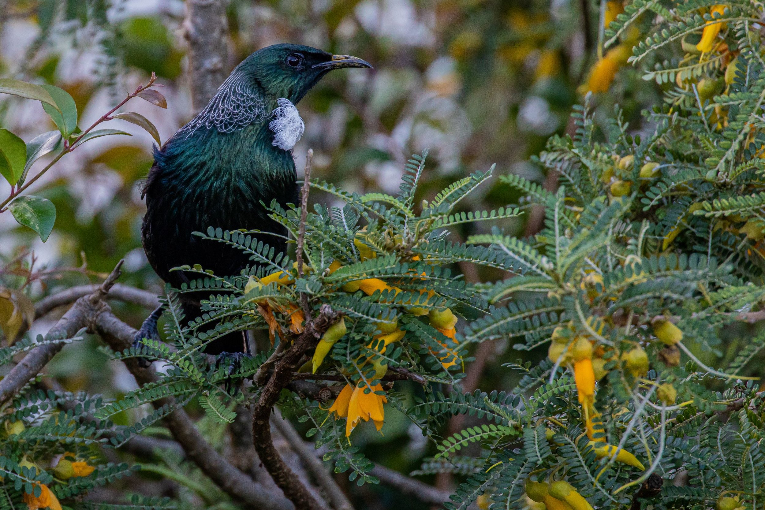 Tui,-9936.jpg