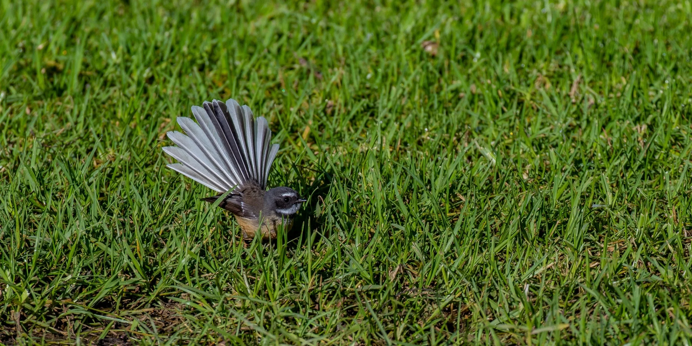 Fantail,Piwakawaka,-264.JPG