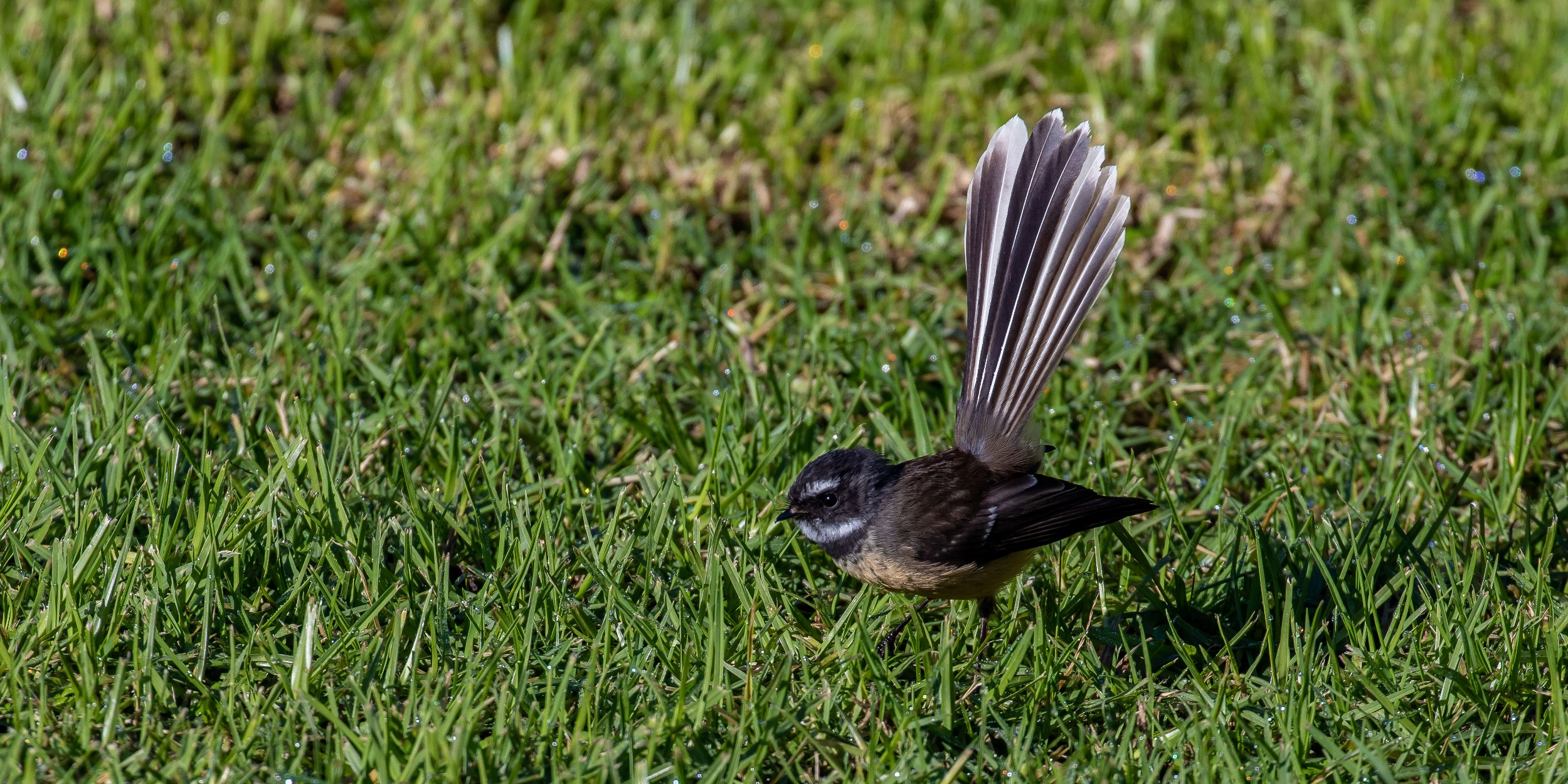 Fantail,Piwakawaka,-303.JPG