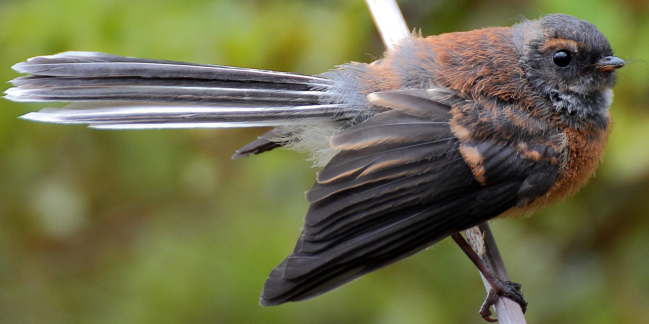 NZ Fantail,Piwakawaka 141107-7d 044d.jpg