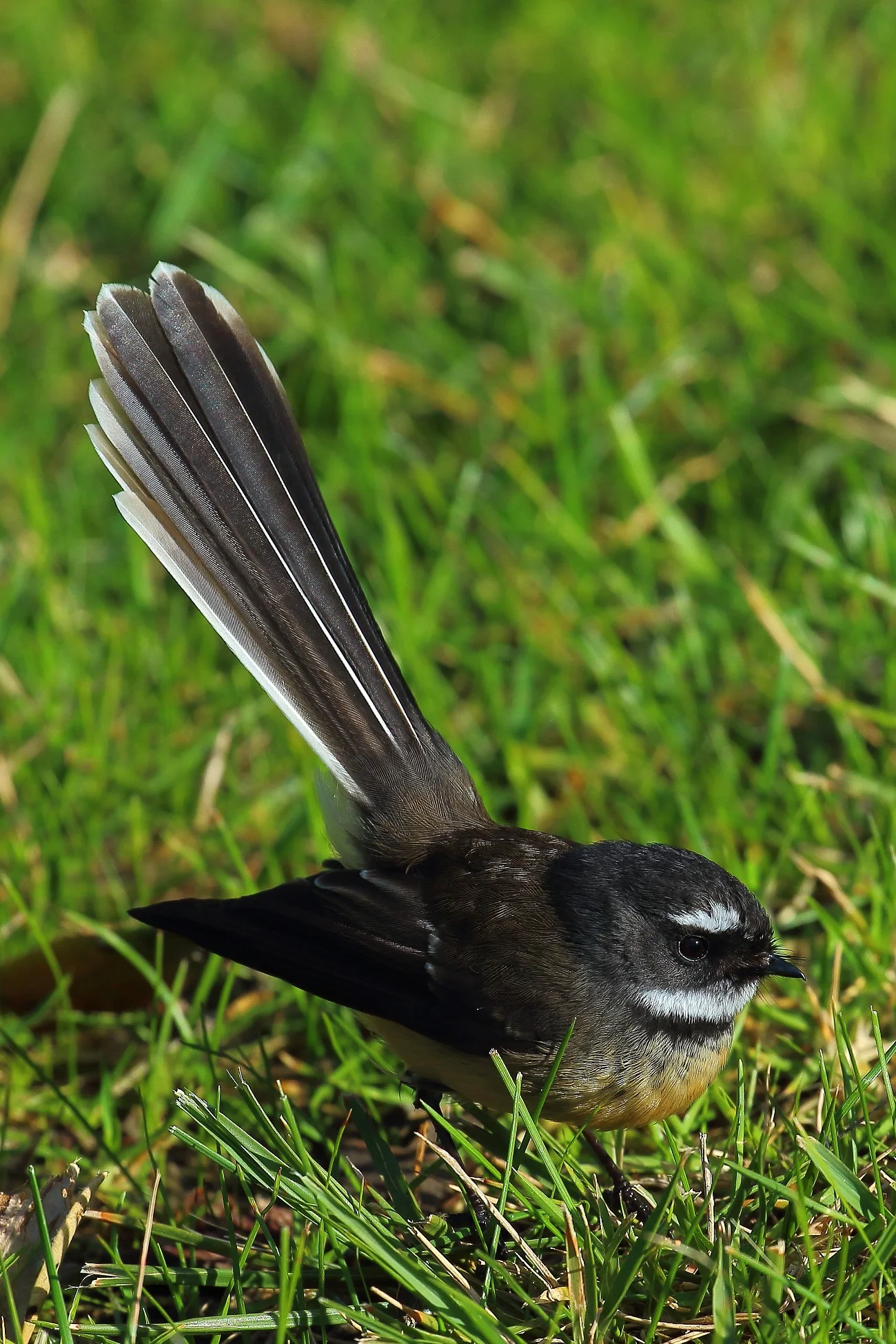NZ Fantail,Piwakawaka 150629 383d.jpg