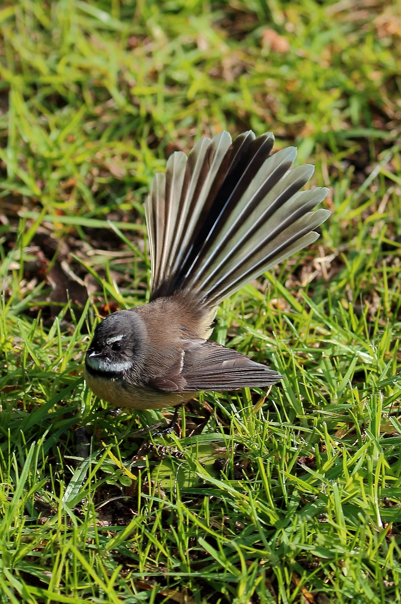 NZ Fantail,Piwakawaka 150629 437d.jpg